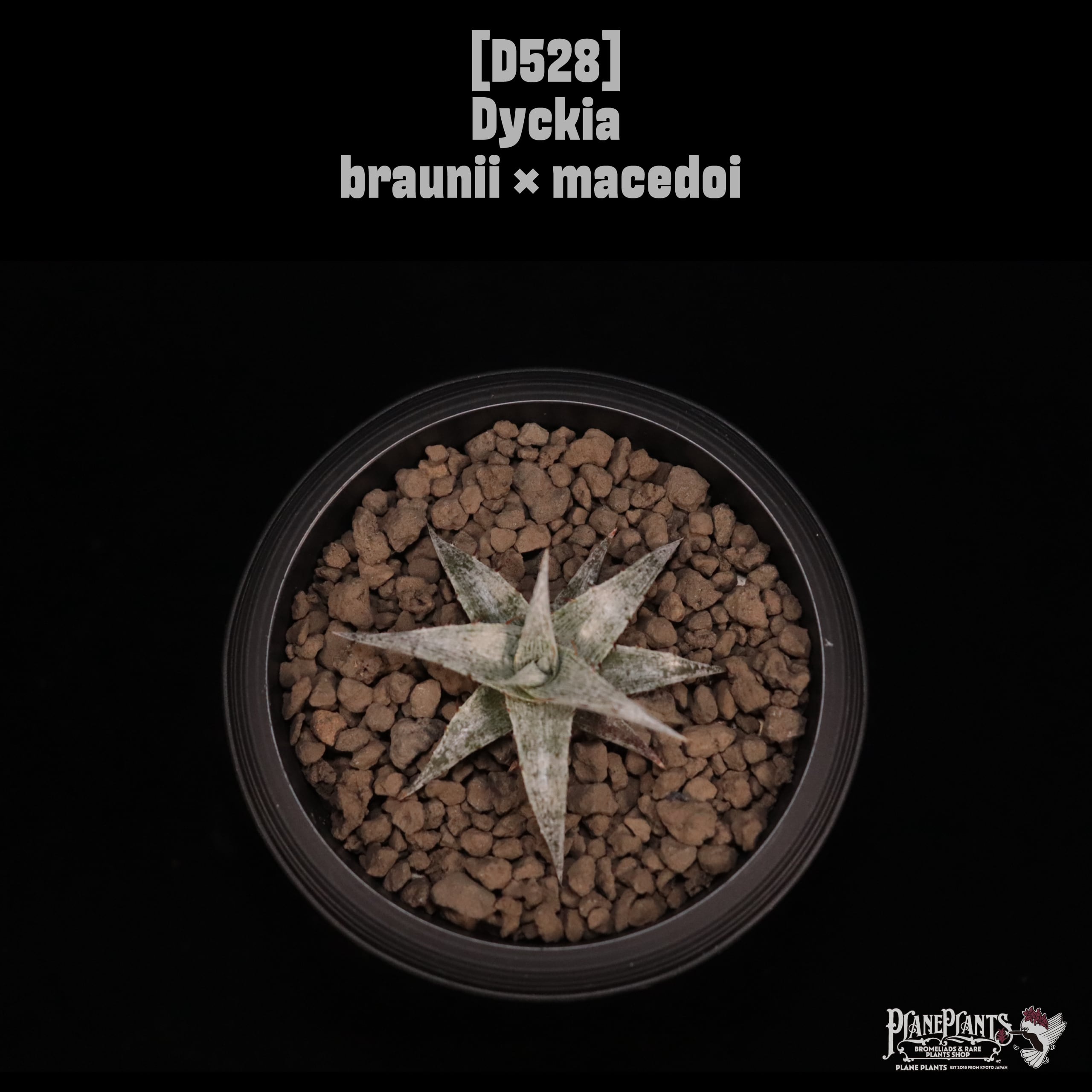 Dyckia | plane plants