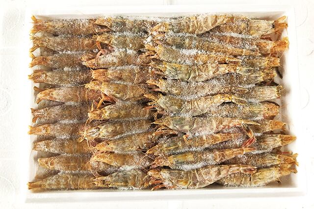 鳥取産 幻のえび もさえび 1kg もとうお 鳥取産 幻のえび もさえび 1kg もとうお