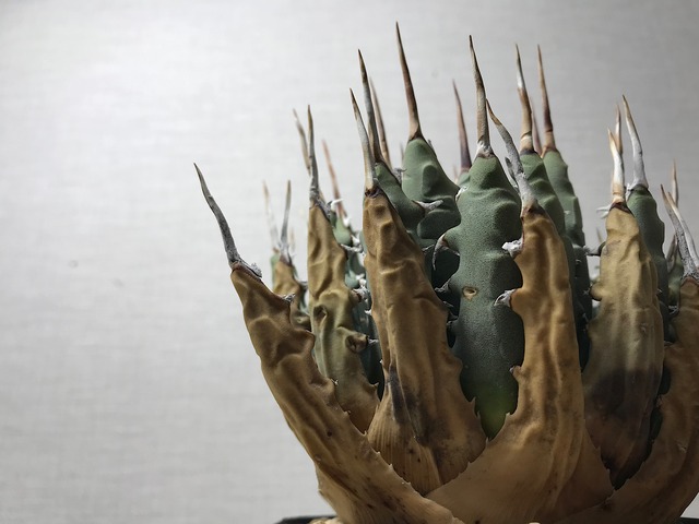 アガベ ユタエンシス エボリスピナ