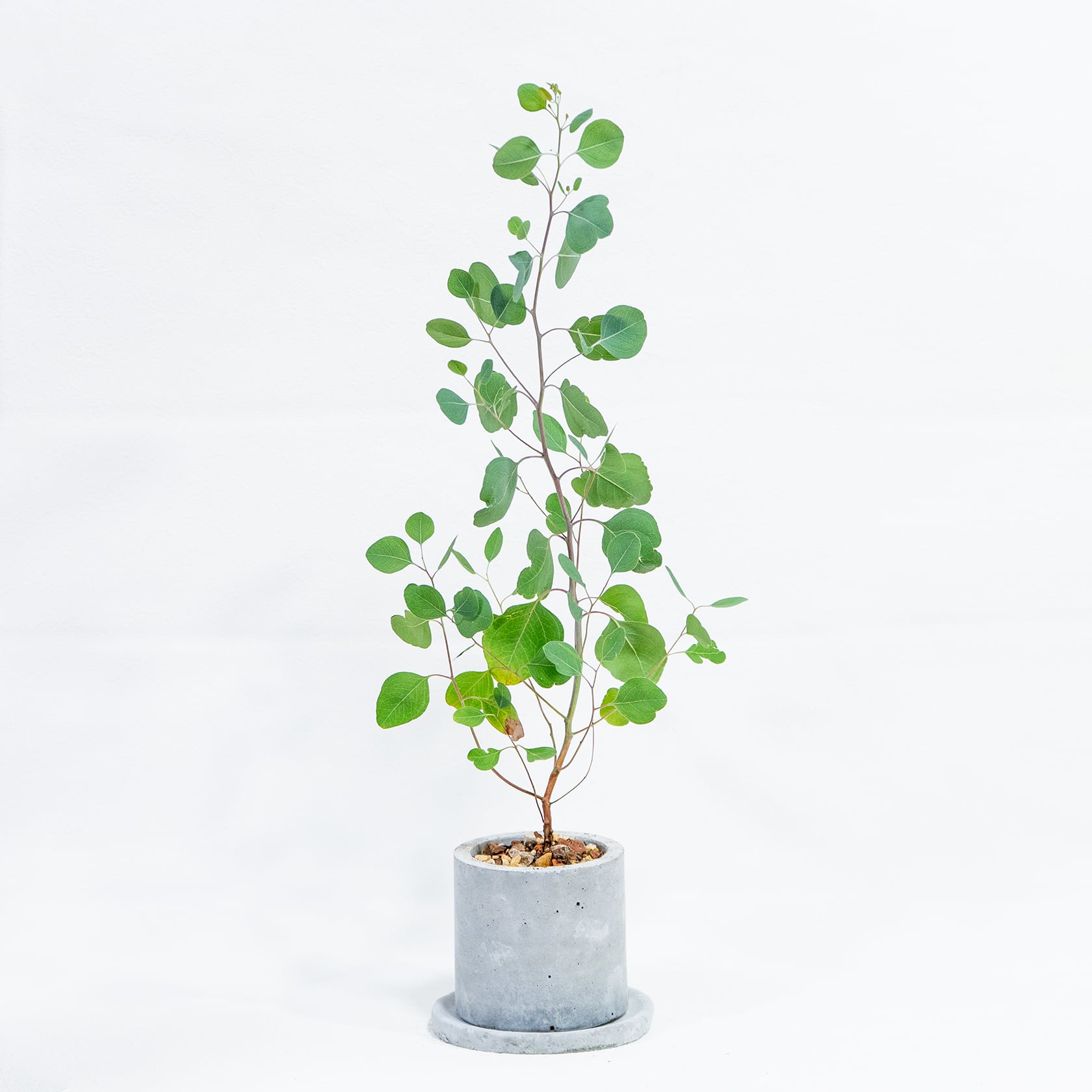 ユーカリ・ポリアンセモス 軽やかな葉姿と無機質な鉢の対比が美しい観葉植物