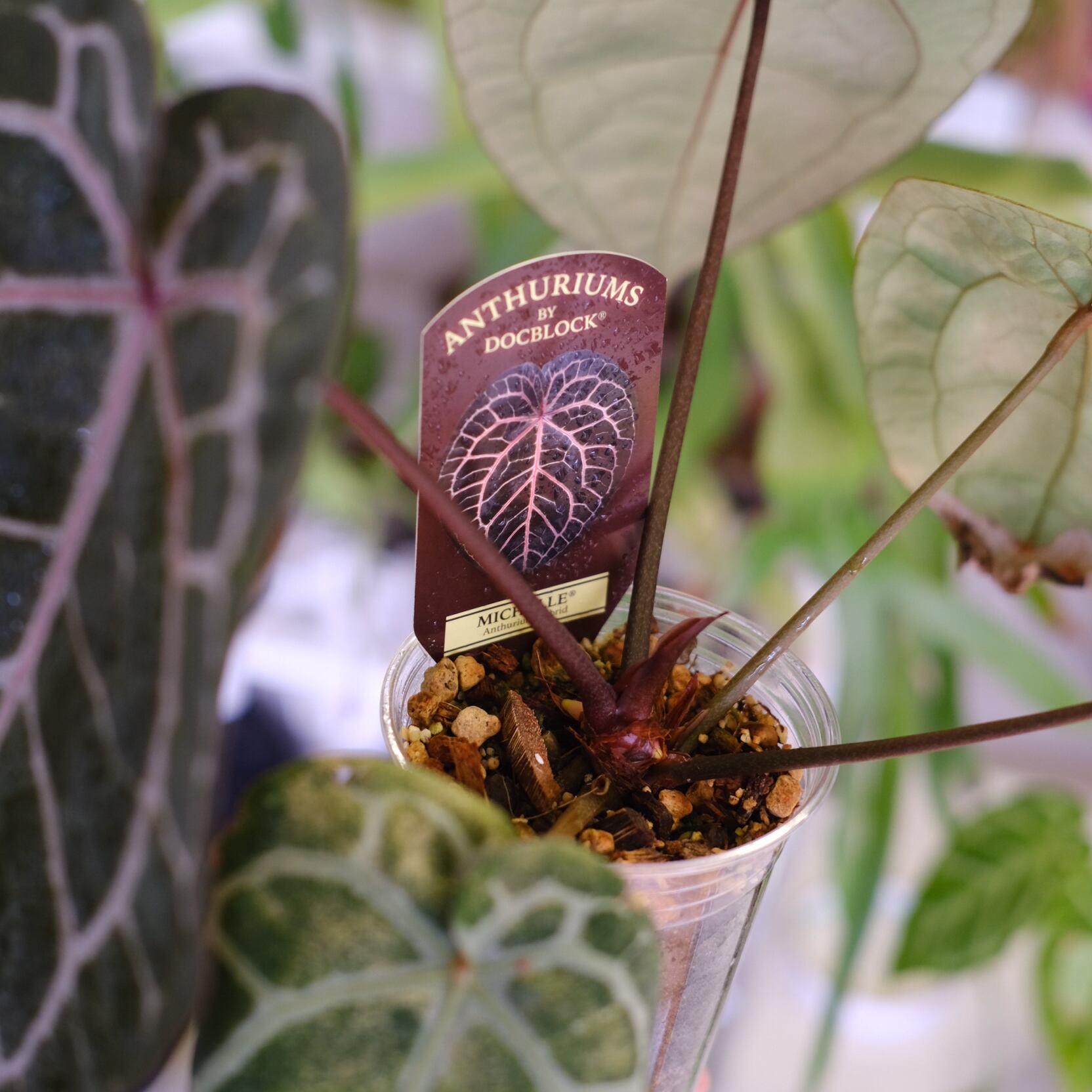 正規タグ】Anthurium 'Michelle' by DOC BLOCK│アンスリウム