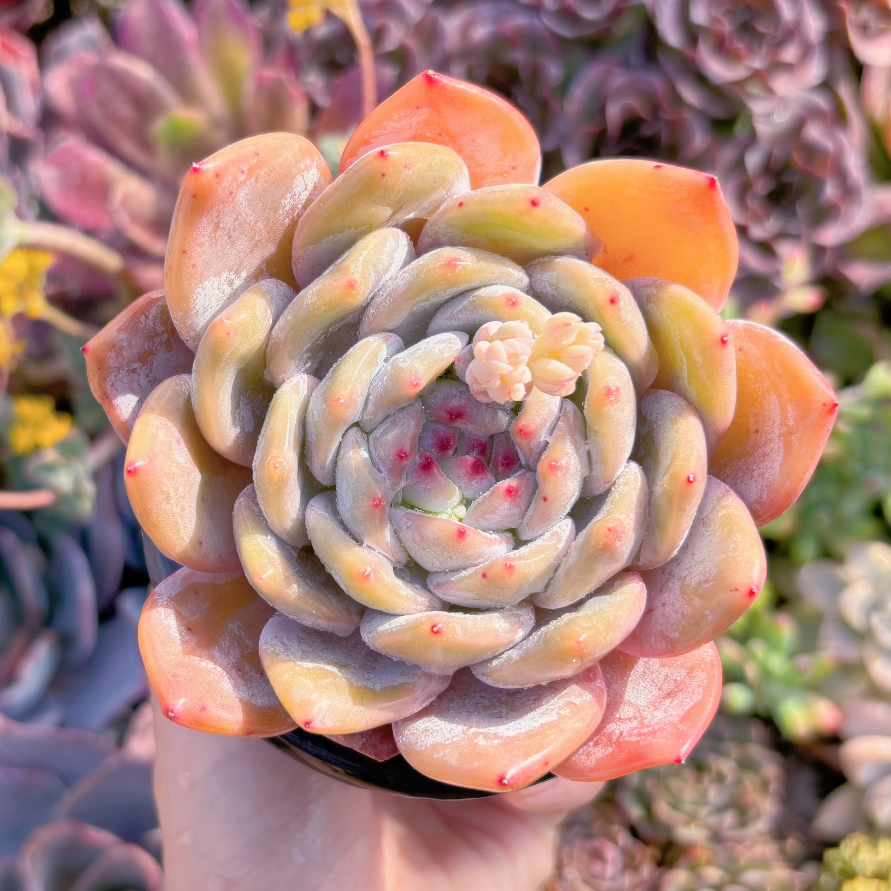 現品　紫モロー#F213　るる農園