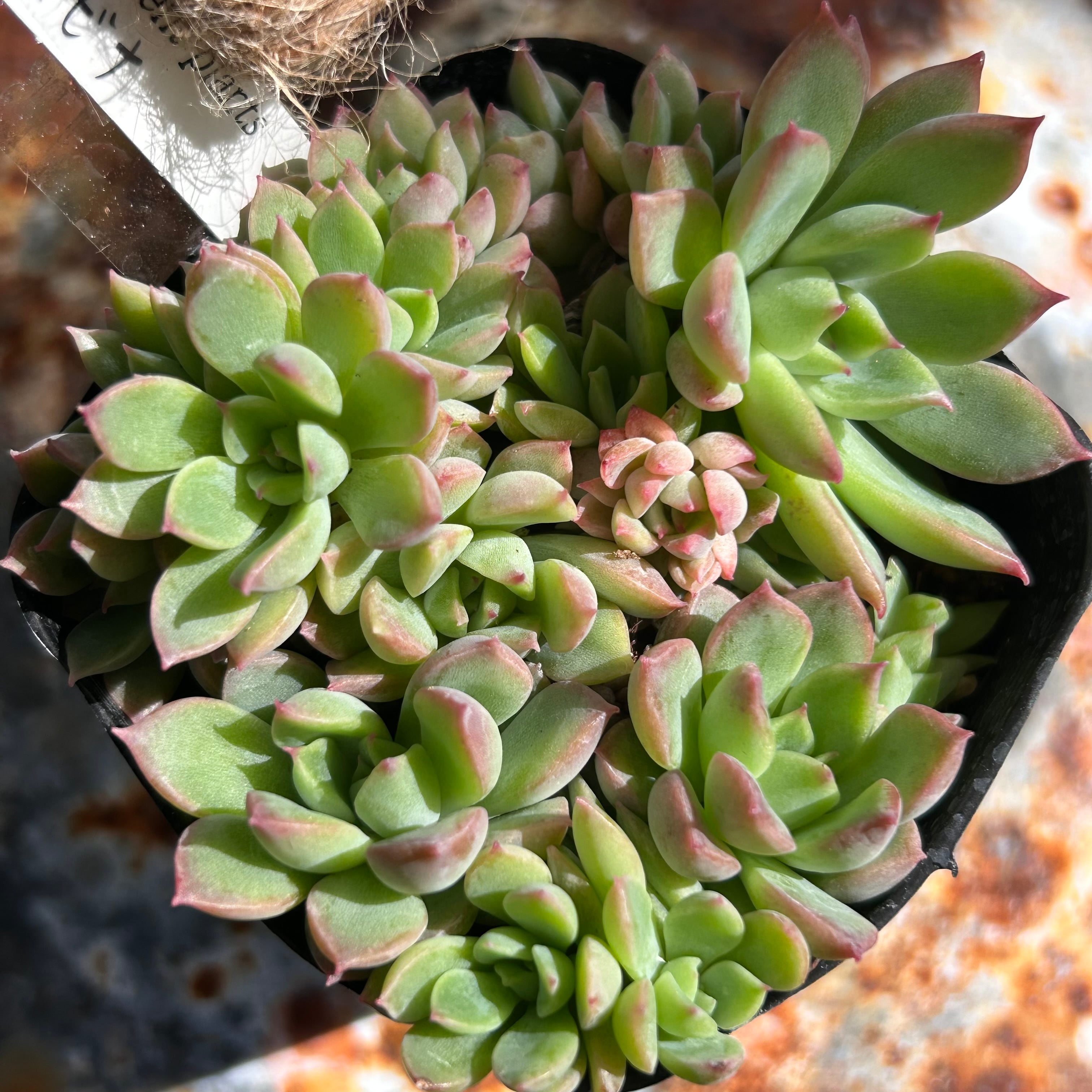 多肉植物アエオニウム錦❤シムシー錦❤️状態図 シムシー錦(アエオニウム) | RuPo 多肉植物専門店