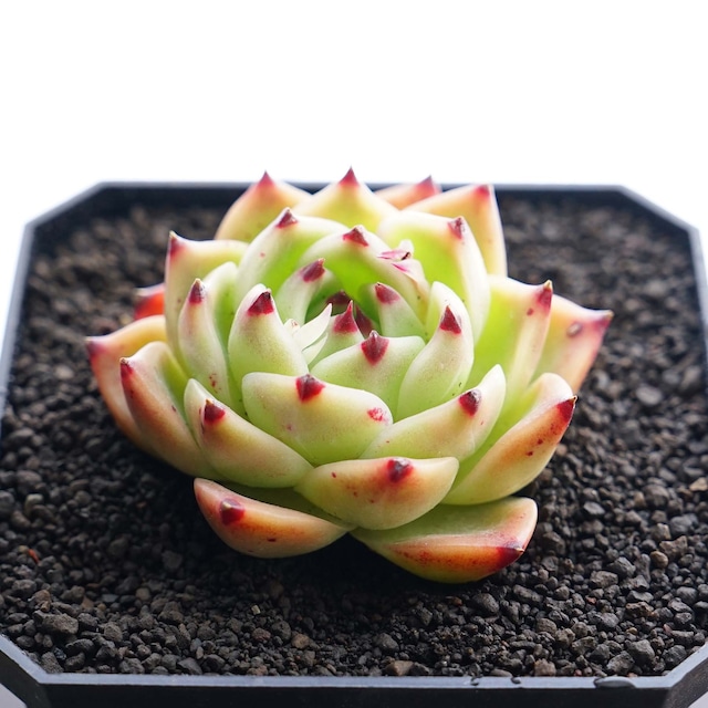 一部発根済カット苗 ブルードラゴン Echeveria 'Blue Dragon'