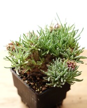 抜き苗 フィロボルス レスルゲンス L Phyllobolus resurgens