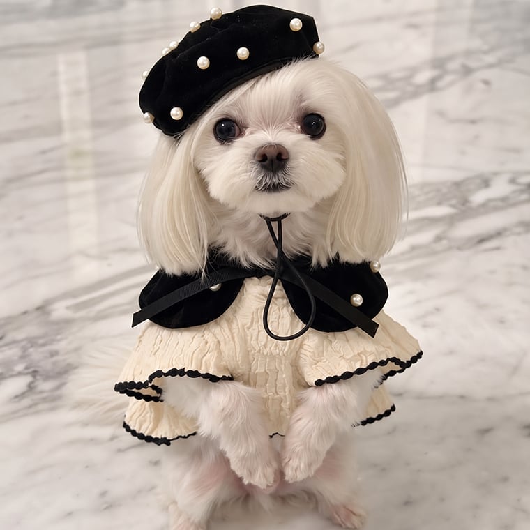 blanc beret & cape / 犬用 帽子 ベレー帽 ケープ ベロア 上品 冬アイテム バンダナ スカーフ アクセサリー ドッグウェア ペット用 cap 被り物 お揃い お出かけ 撮影会 韓国ワンコ服