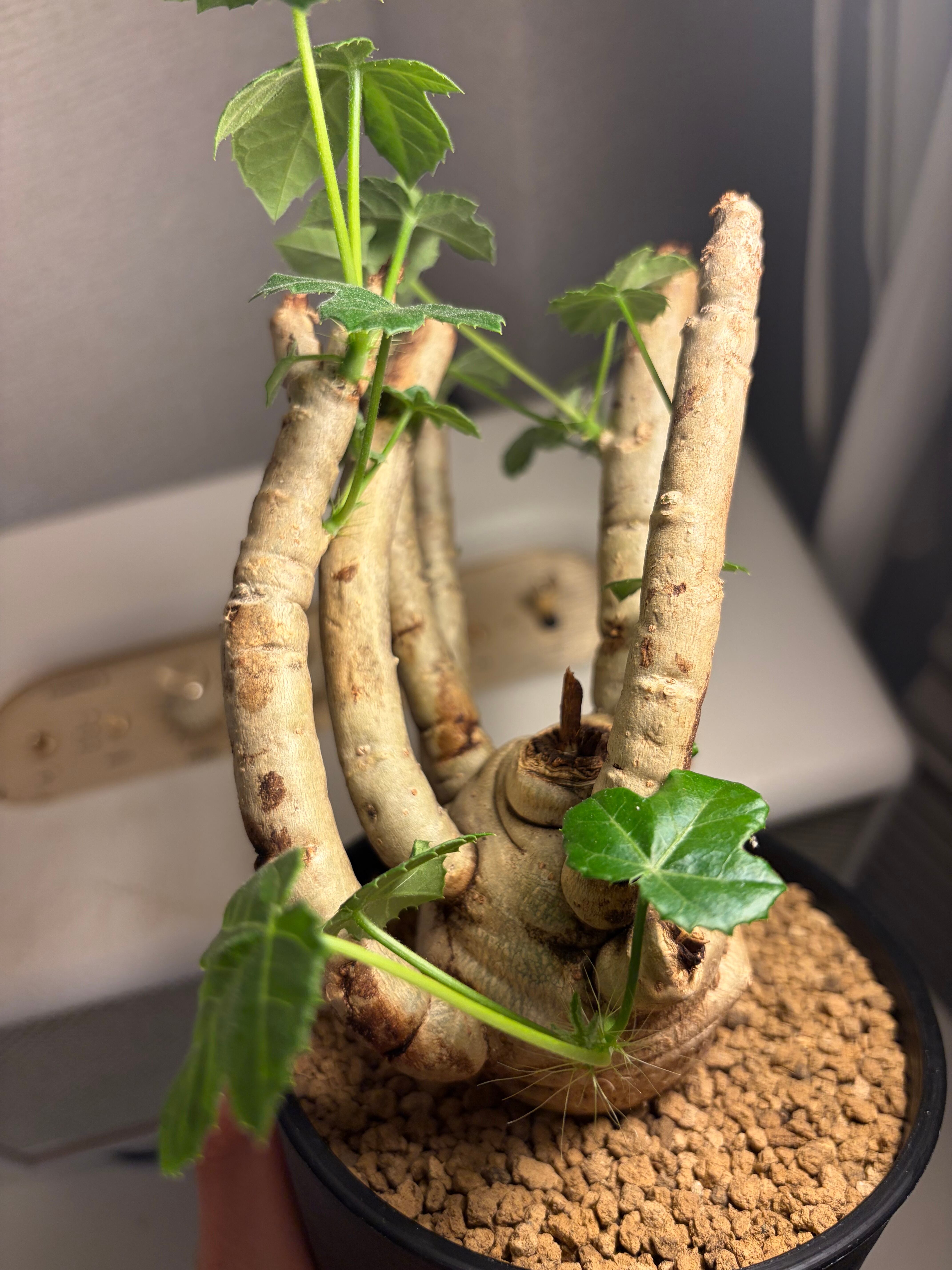 巨神兵の手指のようなヤトロファ スピカータ 塊根植物 マンドラゴラ