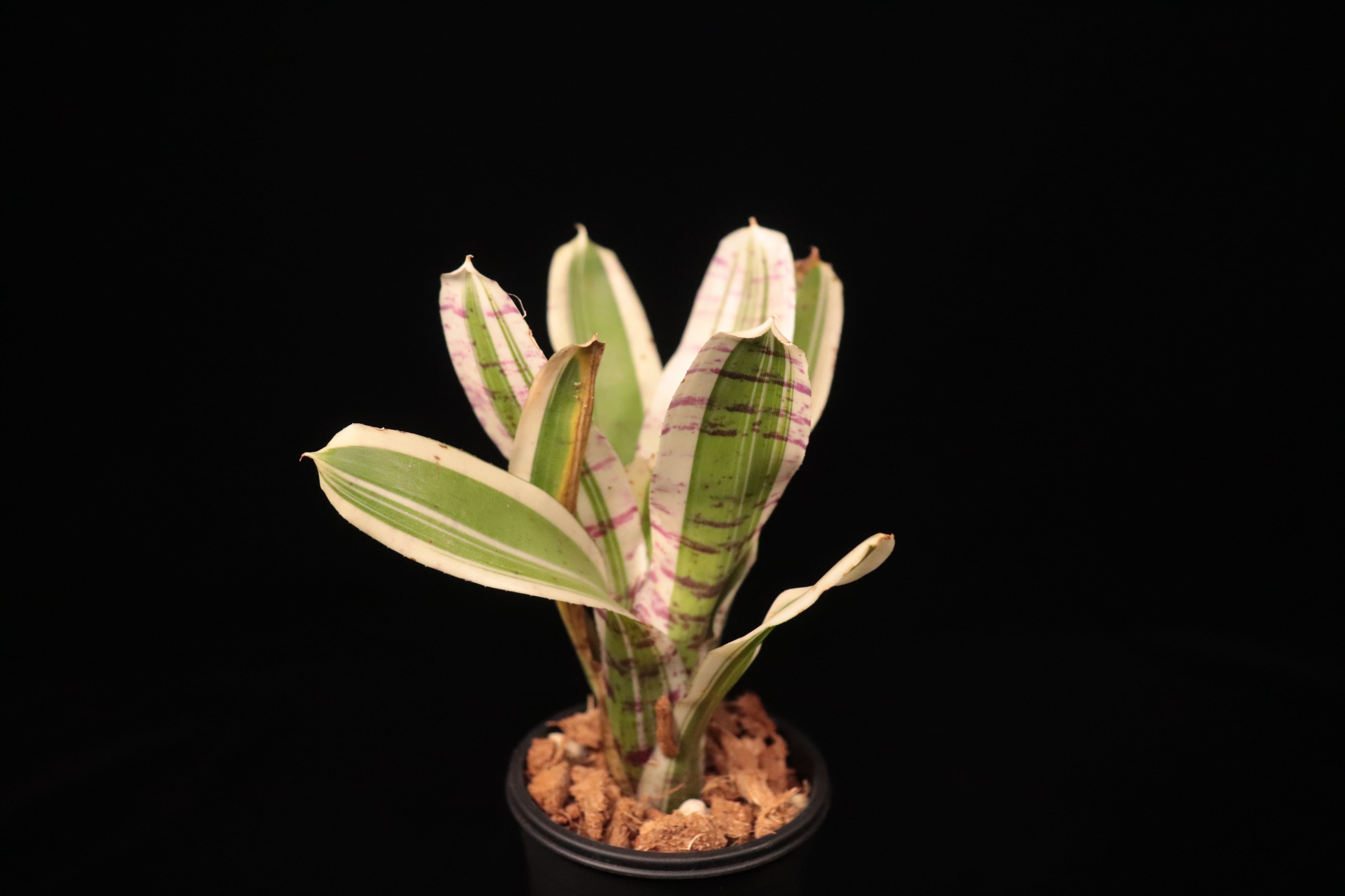 Neoregelia 'Hello kitty'〔ネオレゲリア〕N717 | plane plants