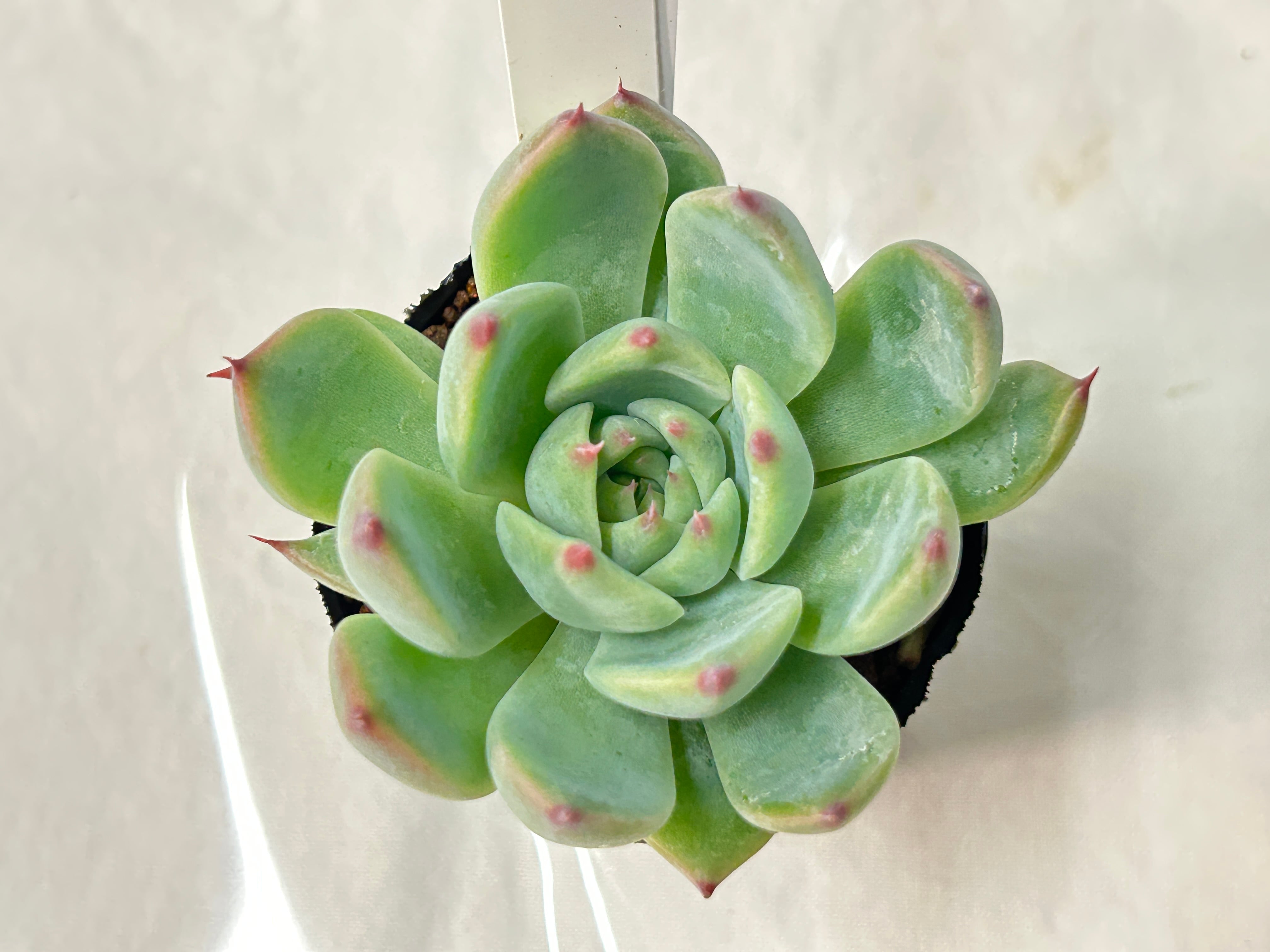 多肉植物 | GREEN JAM foliageplant