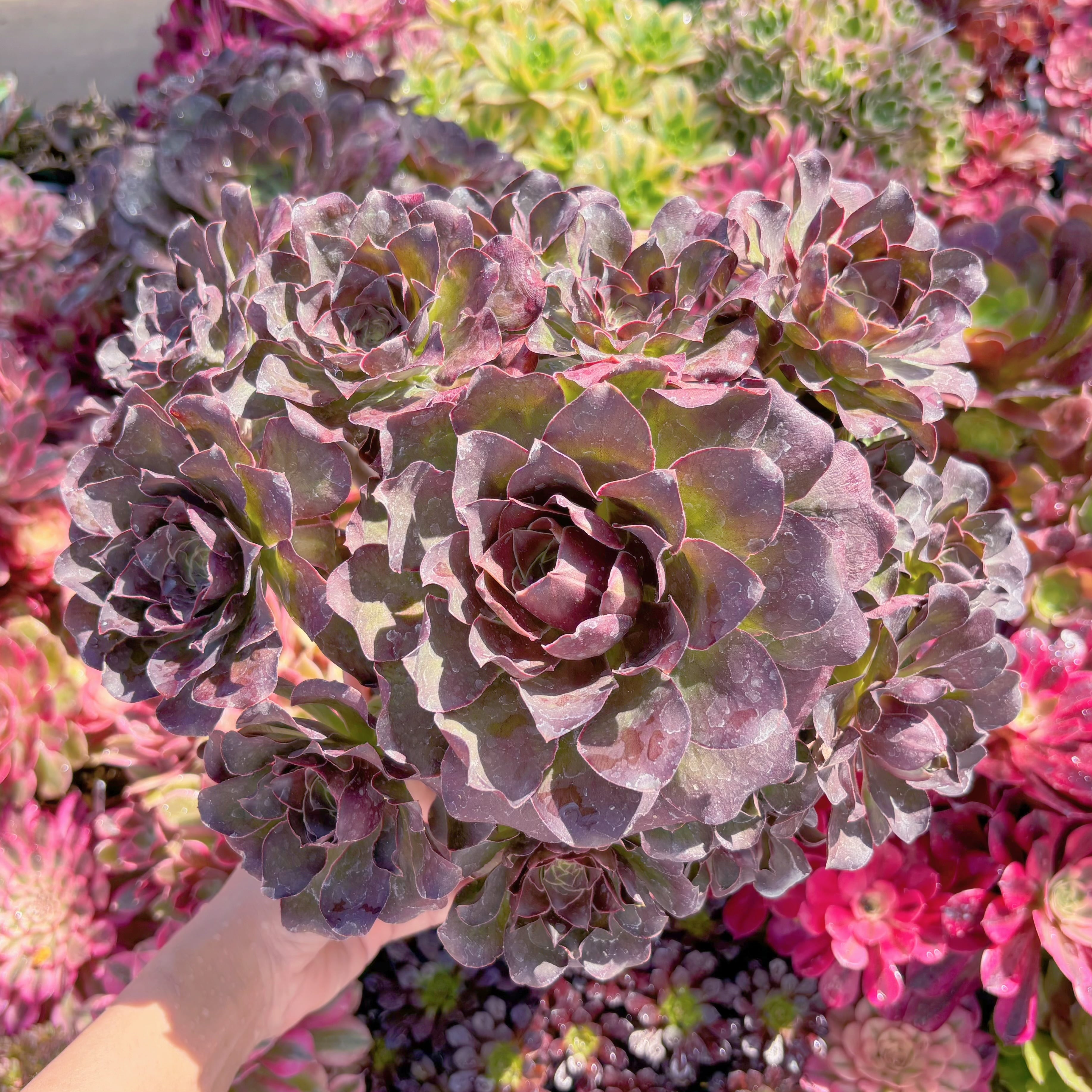 現品　魅金ローズ#829　特大群生　るる農園