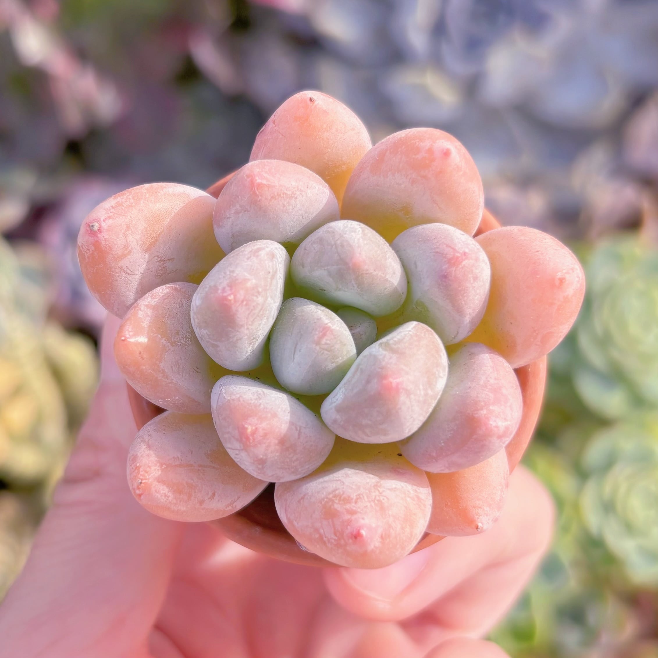 多肉植物　香水　新入荷　るる農園