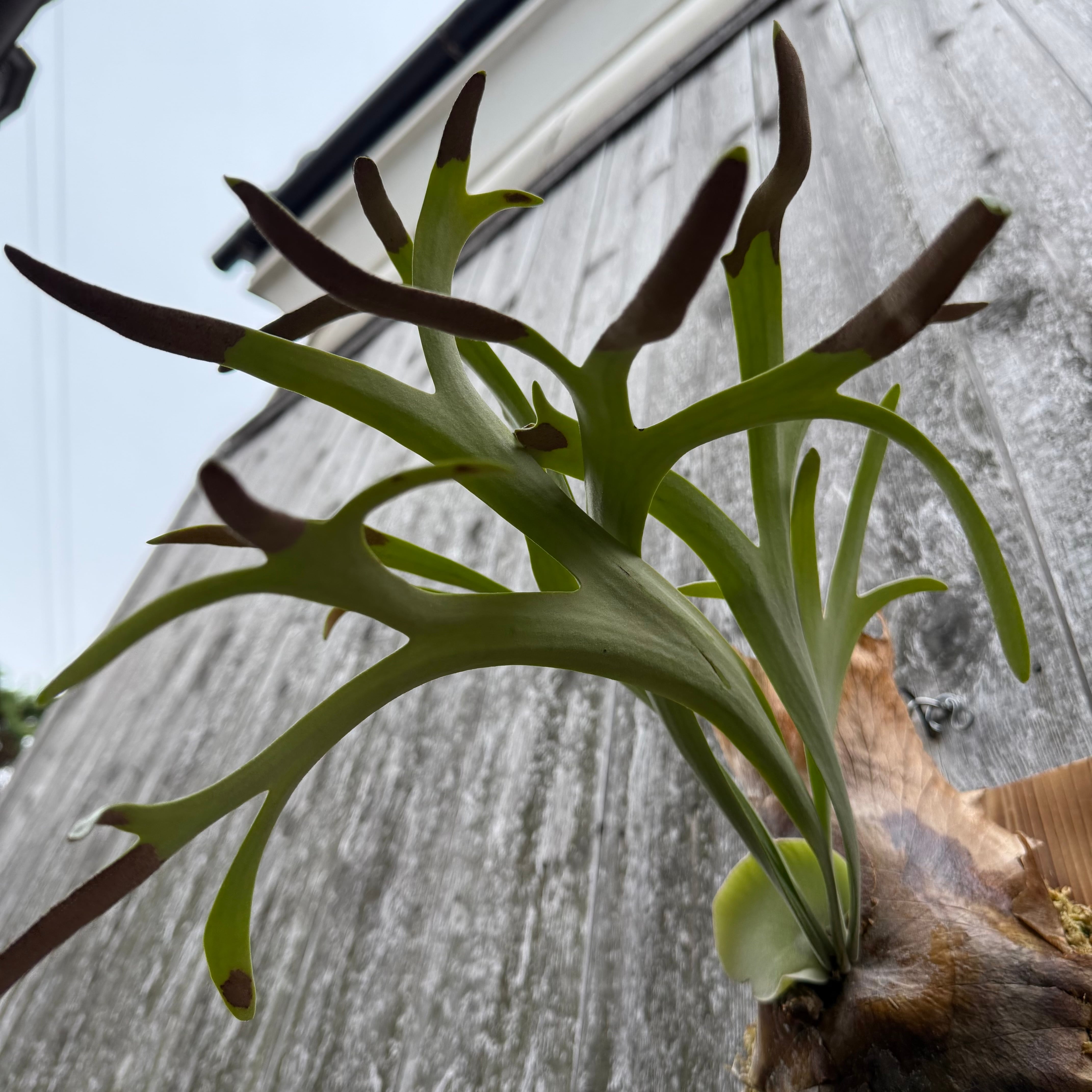P. willinckii cv. Silvery Dwarf (pup) | naturefix