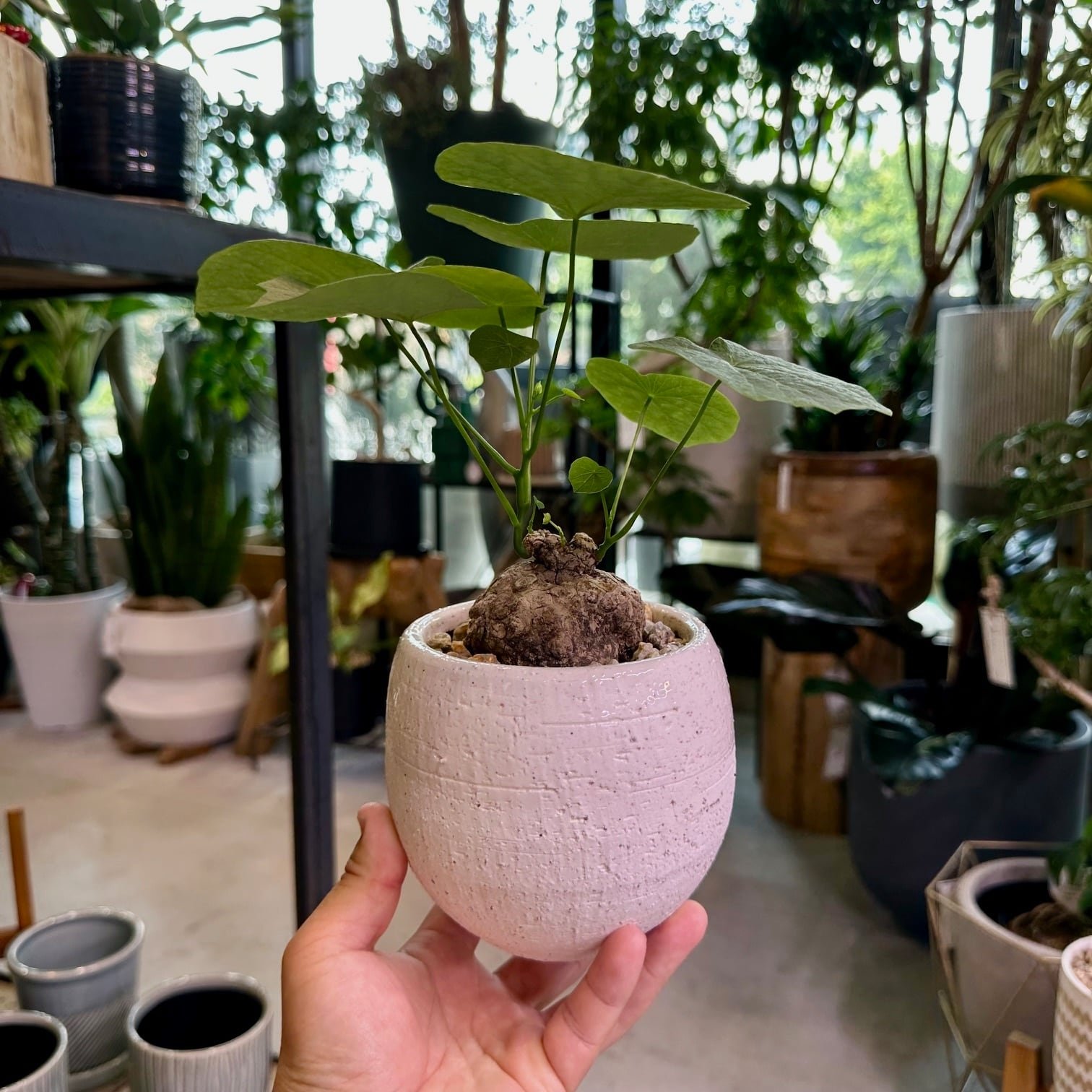 ステファニア・スベローサ | barrelplants_BONSAI