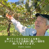 ＜10月下旬より順次発送＞【訳あり】【産地直送】レインボーレッドキウイ　Lサイズ 約24個(約2.4Kg)