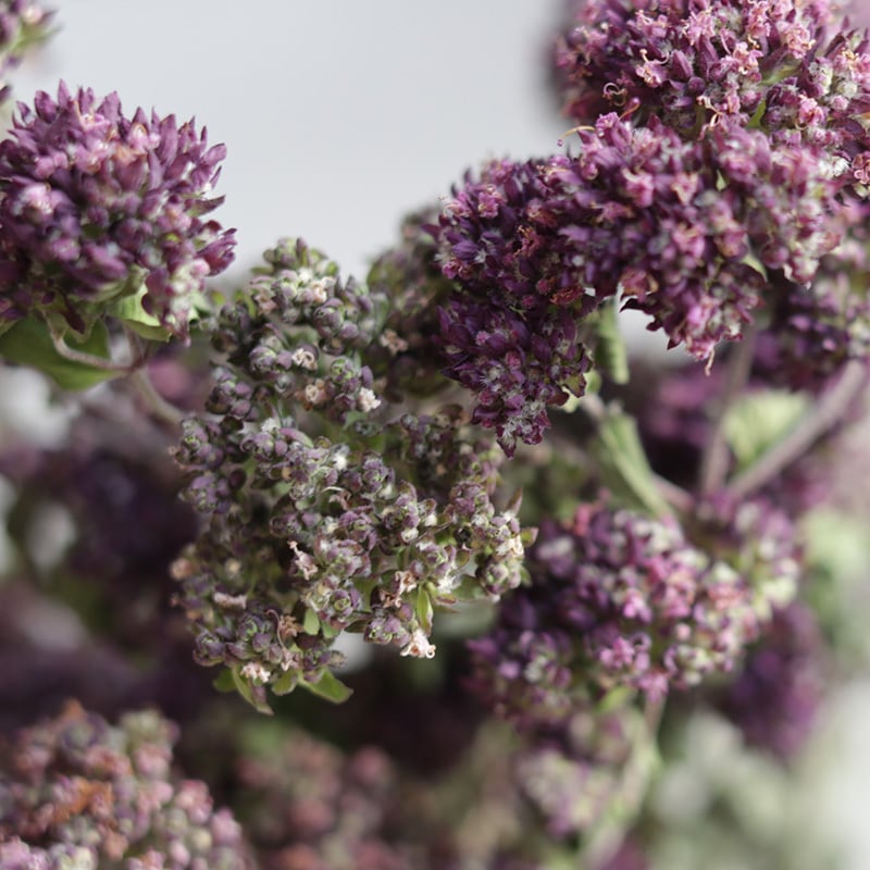 オレガノ【ハーブ】/ドライフラワー | 富良野 花七曜 | ドライフラワー