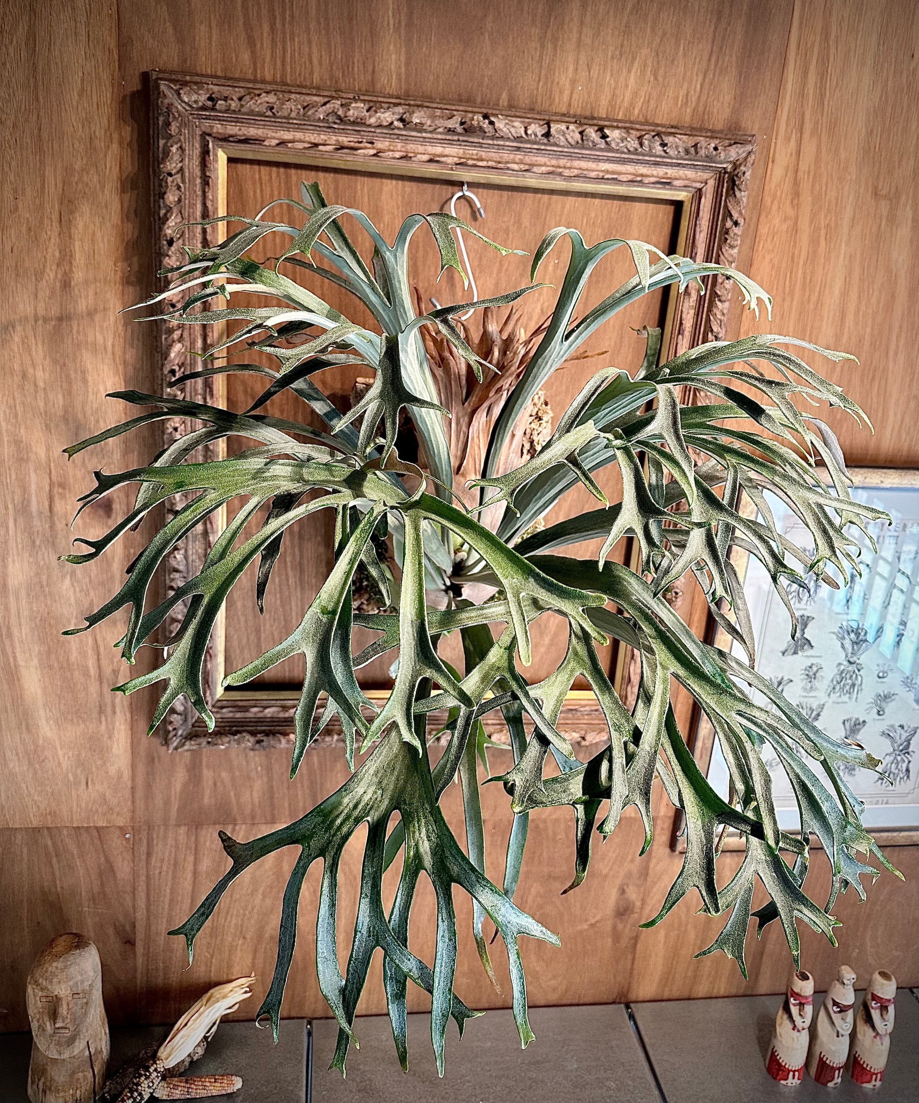 ビカクシダ　dwarf 2種セット　② vandaka plants