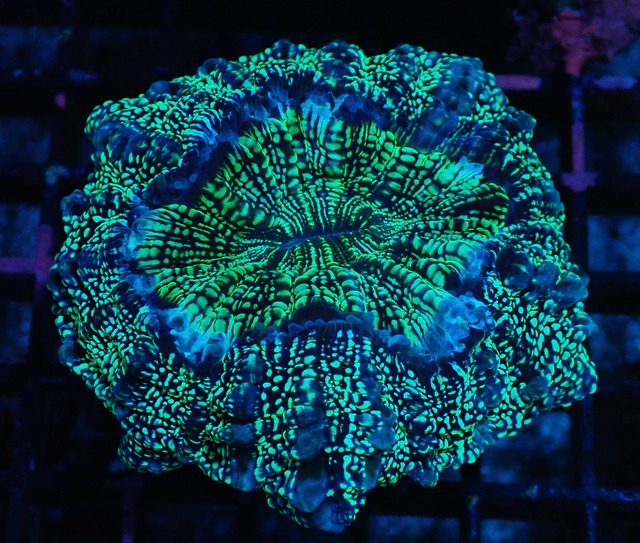 Achanthophyllia Deshayesiana BlueGlitter 2