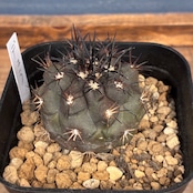 【新着3日限定10%OFF】【Copiapoa】サボテン コピアポア デュラ 銅羅丸 実生【244】