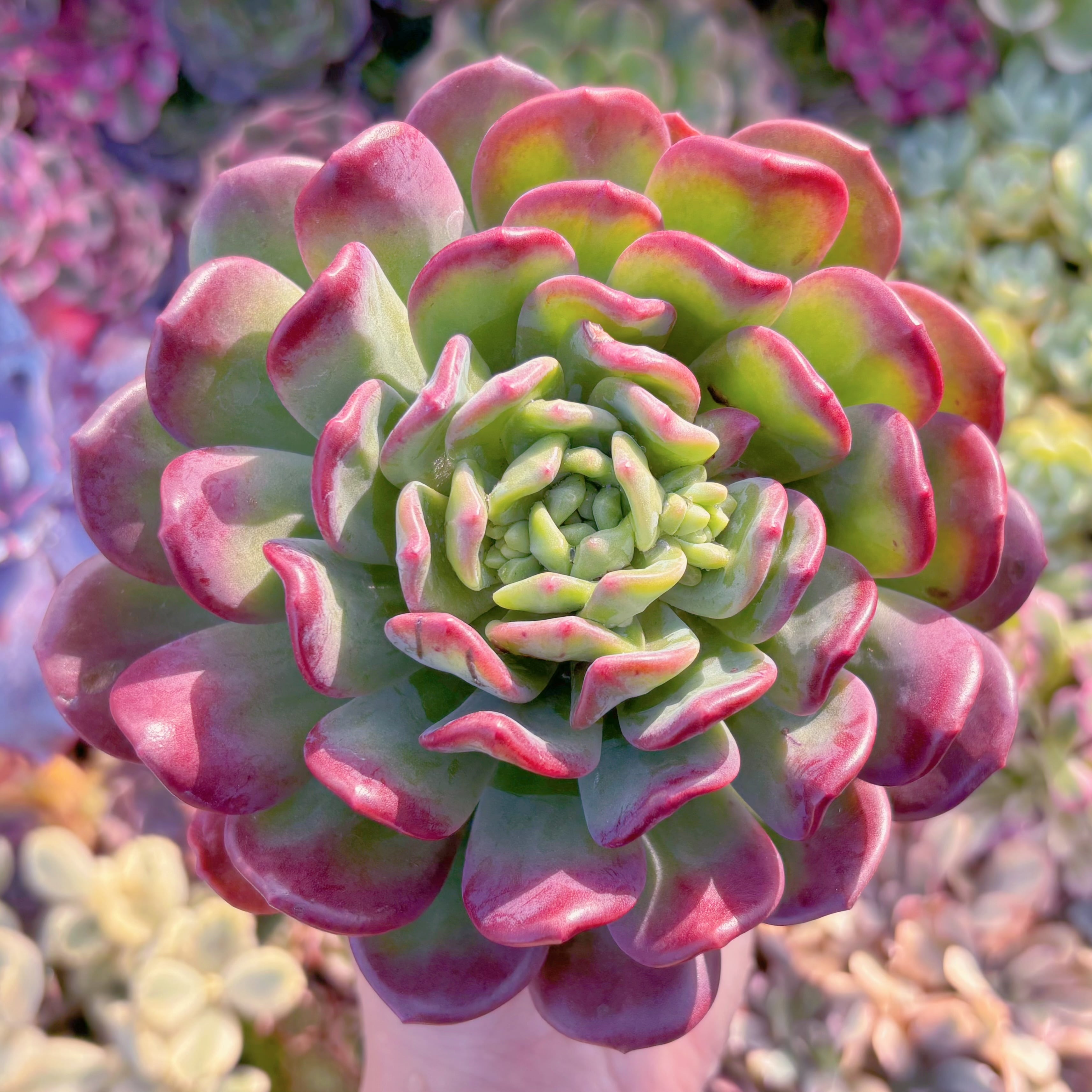 多肉植物　新品種　ラサノカール　大苗　在庫僅少　新入荷　るる農園