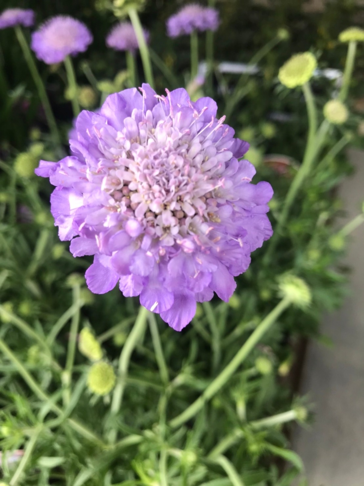 四季咲き超大輪スカビオサ・ギガ10.5cmポット3セット