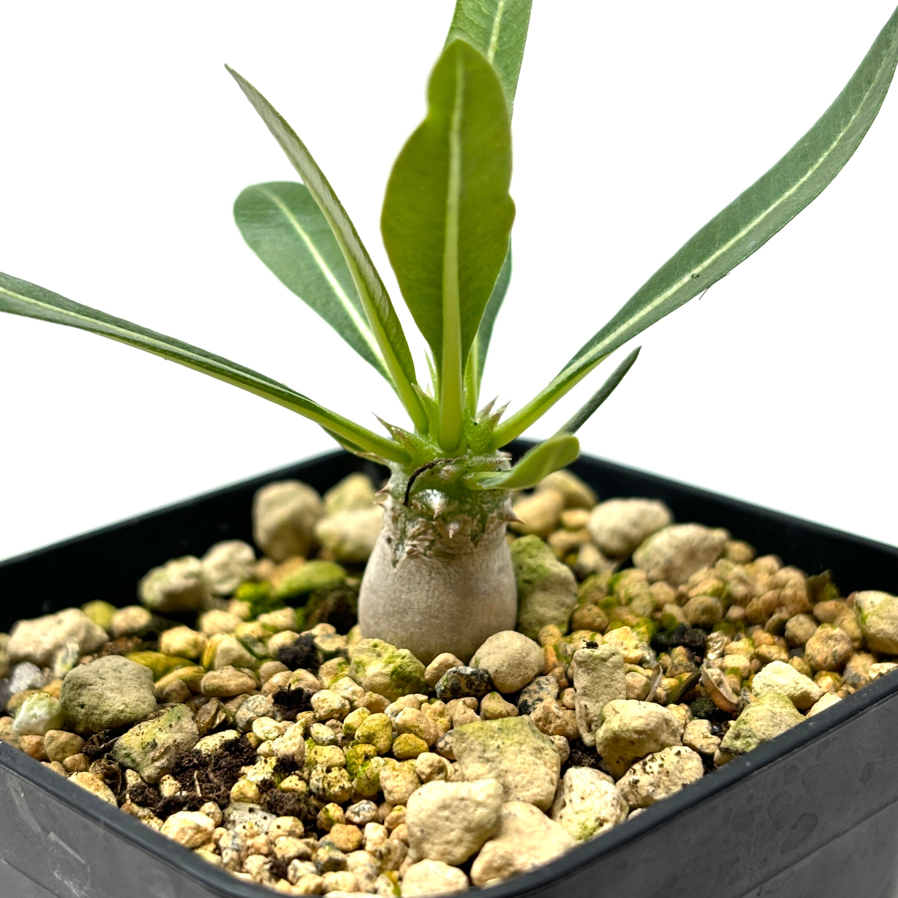 パキポディウム アンボンゲンセ 極上 ボトルタイプ 良形 タッキー