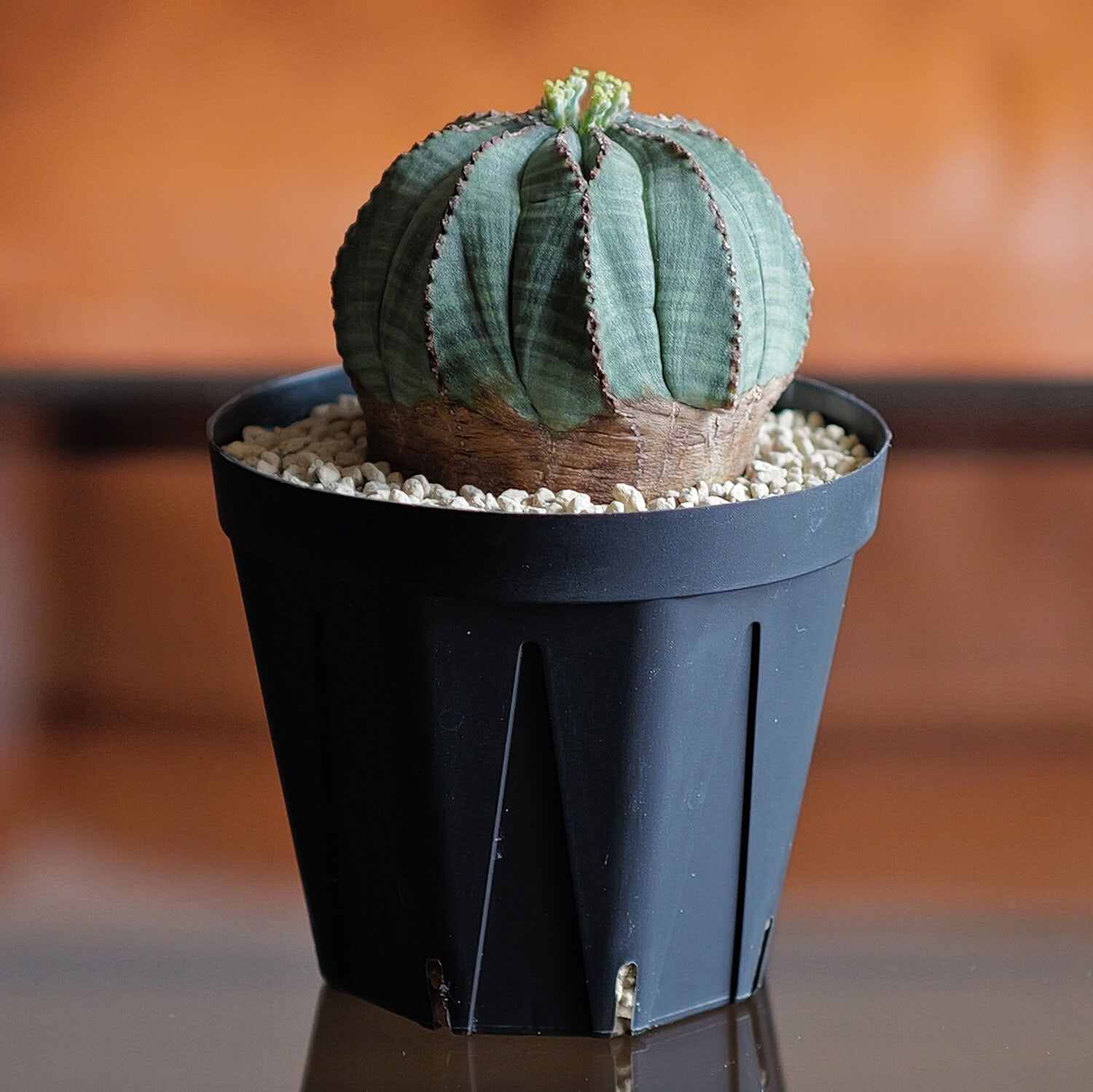 ユーフォルビア オベサ(メス) 美株 メス株 木質化 美模様 捻じれ マウンテン オベサ