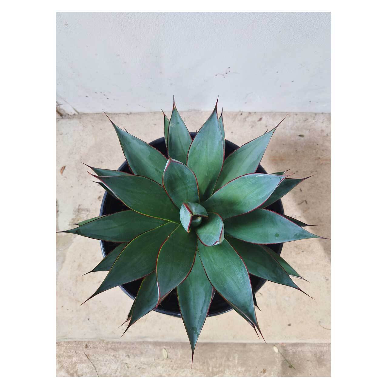 Agave Blue Glow | Seeding Agave Blue Glow | Seeding