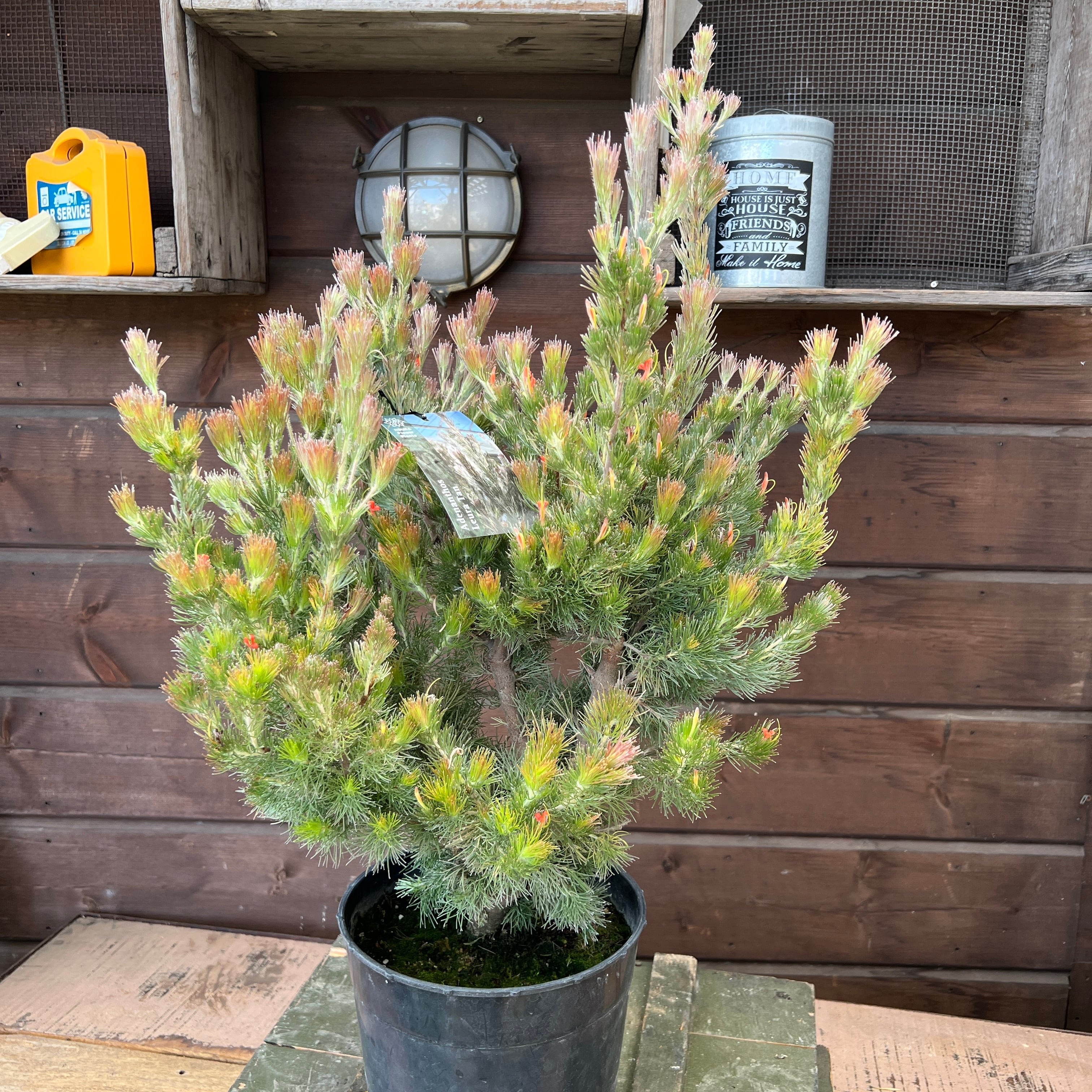 アデナンサス　ルーラタン　7号 アデナンサス ルーラタン | 沼ノ上農園