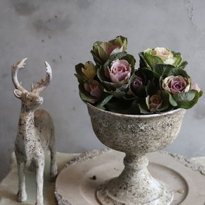 ハボタン萌花セッション　ミックスショコラ＆クリーム　お正月　寄せ植え　縁起のいいもの　可愛いハボタン