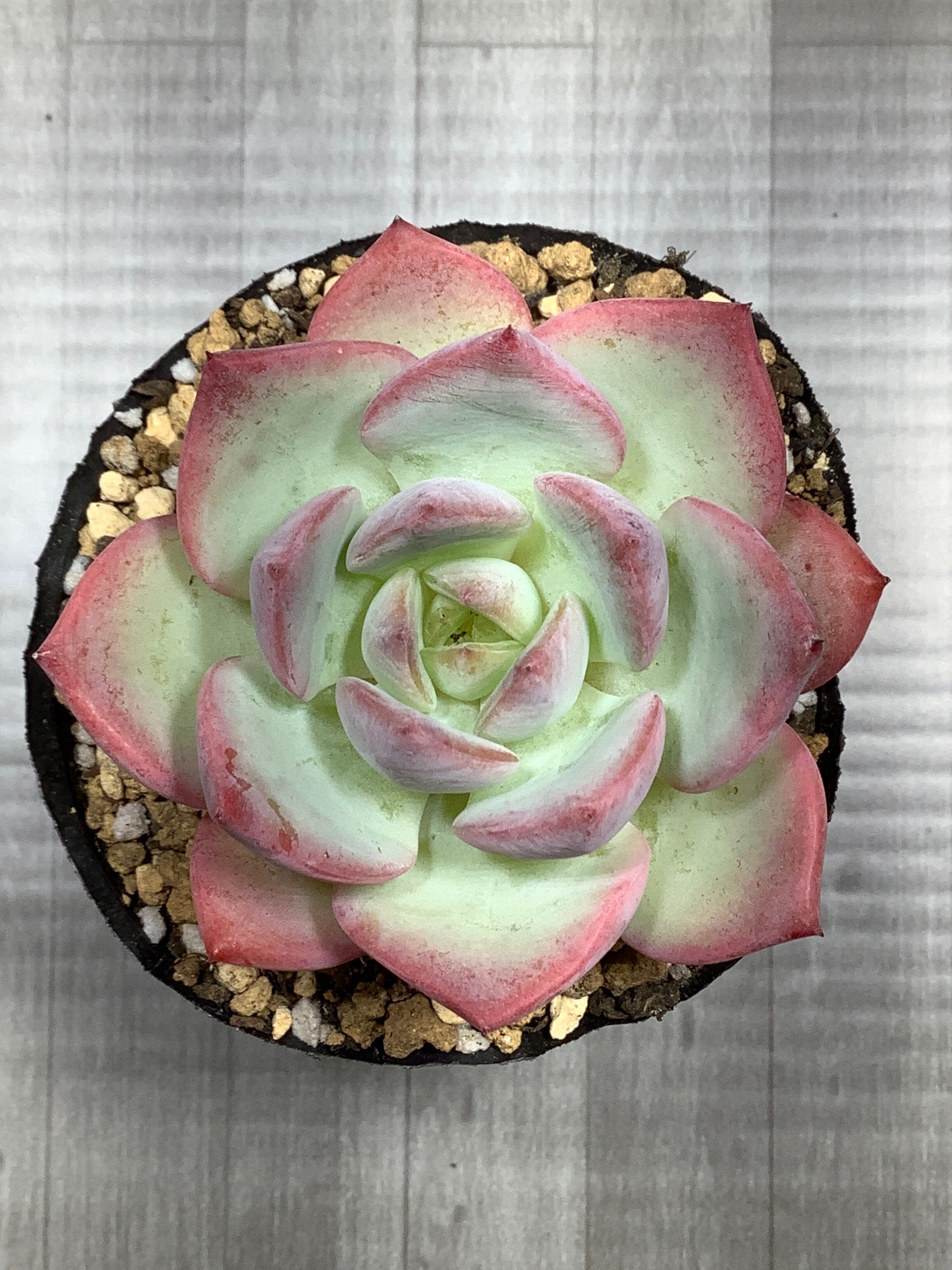❁多肉植物ぼのぼのさん苗凛花(ポット発送札付き) ❁多肉植物ぼのぼのさん苗凛花(ポット発送札付き)