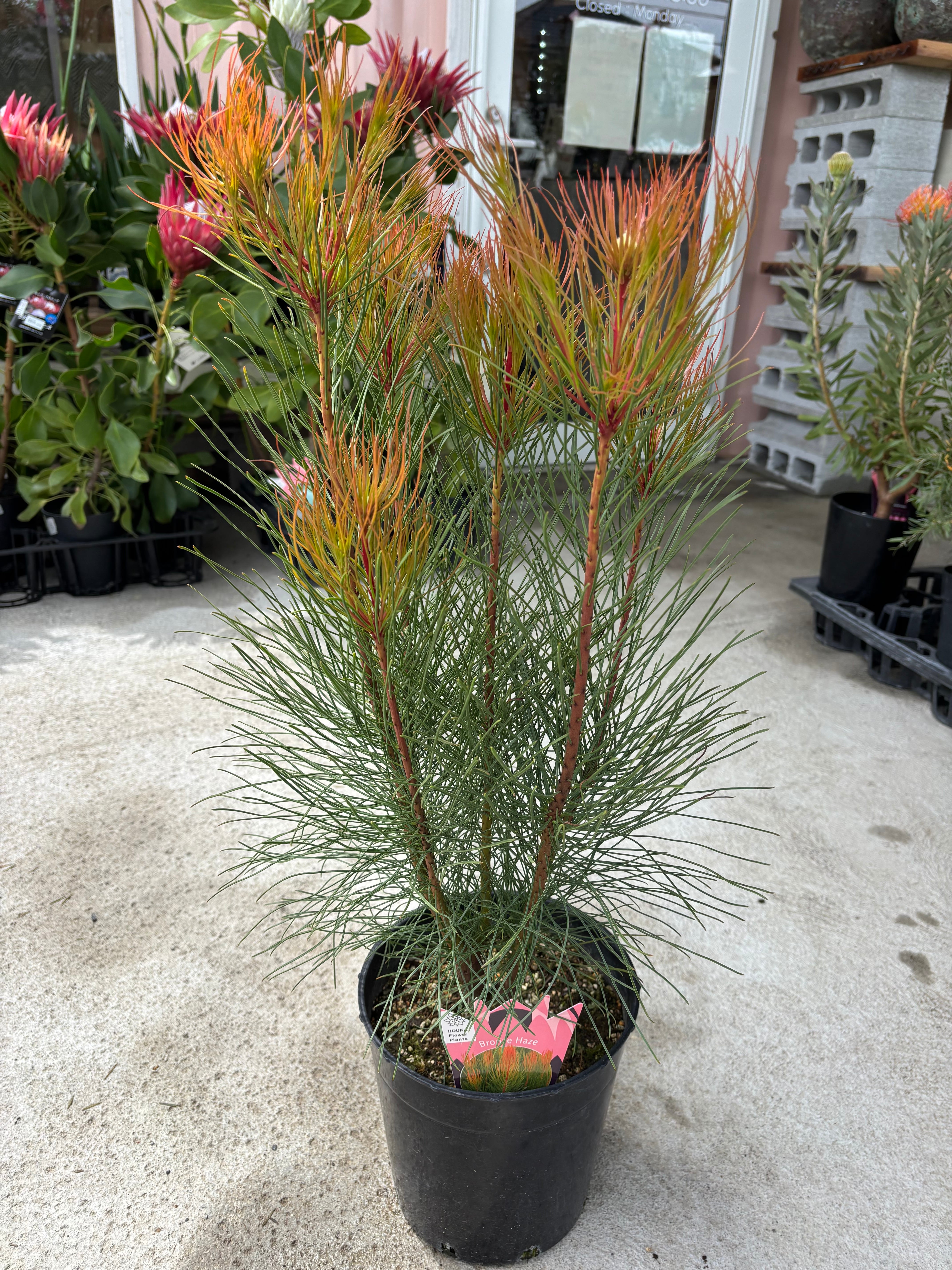 プロテアサルフレア　7号　希少　大株 プロテア サルフレア | MELLOW Plants & Coffee