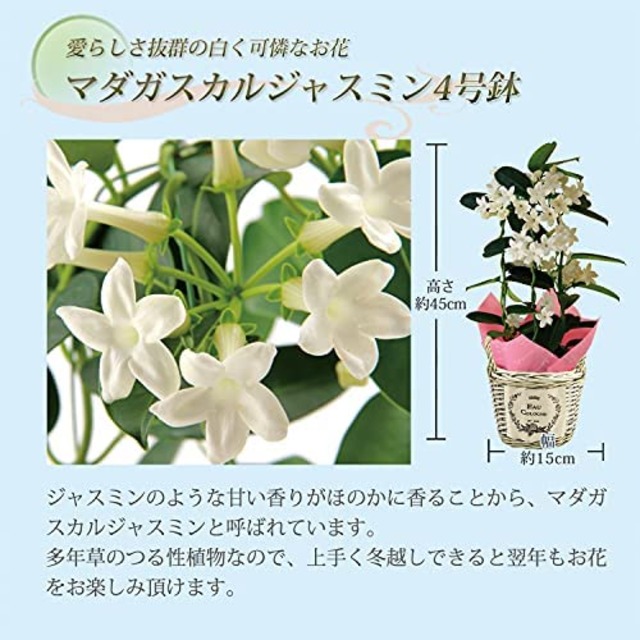 Jpcs 花のギフト社 マダガスカルジャスミン ジャスミン 花鉢 鉢花 鉢植え 鉢 フラワーギフト 父の日 Japan Classic Store