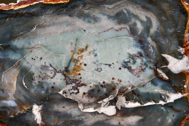 珪化木 Araucarioxylon A