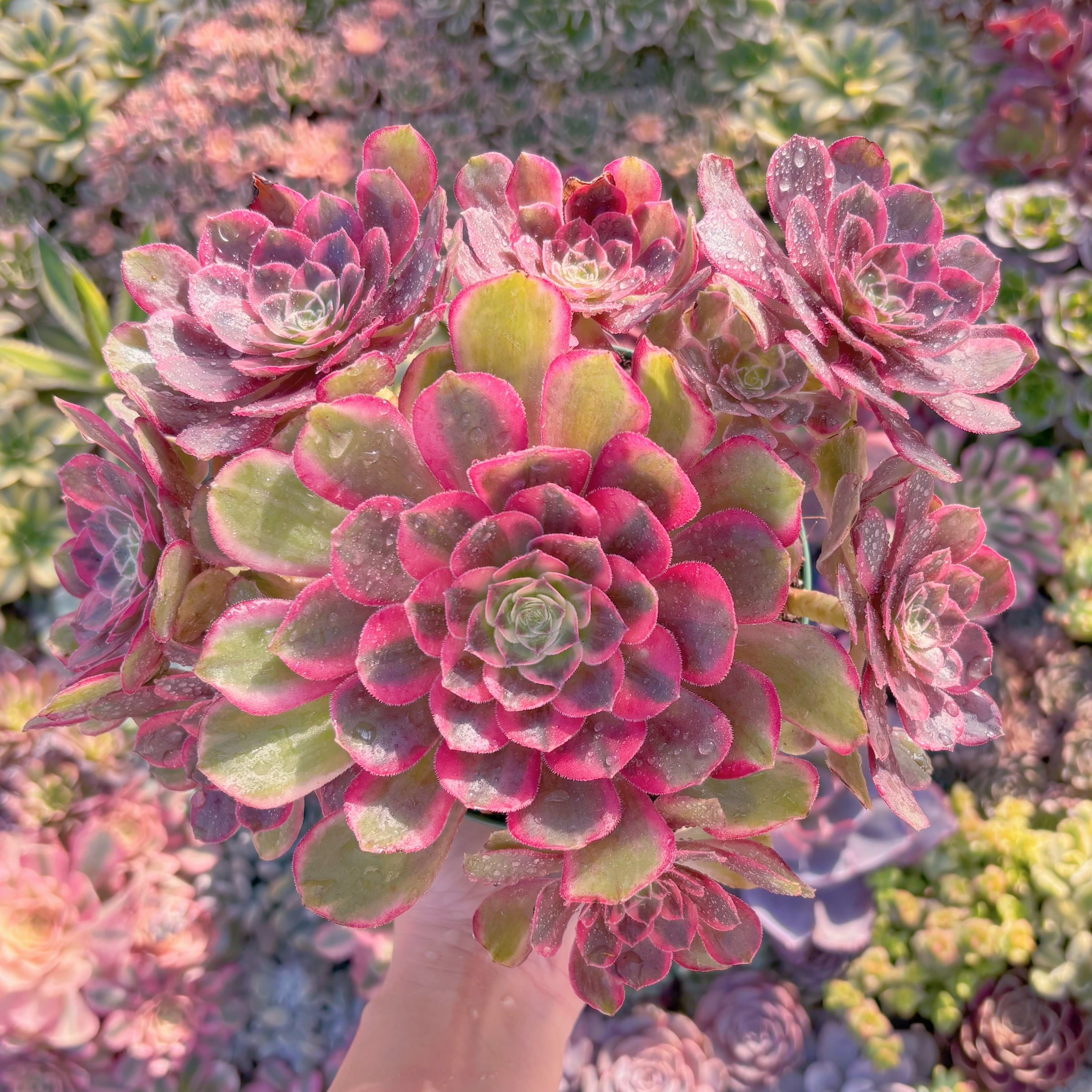 現品　新品種　クララ恋人(アエオニウム)#M089　特大群生　るる農園