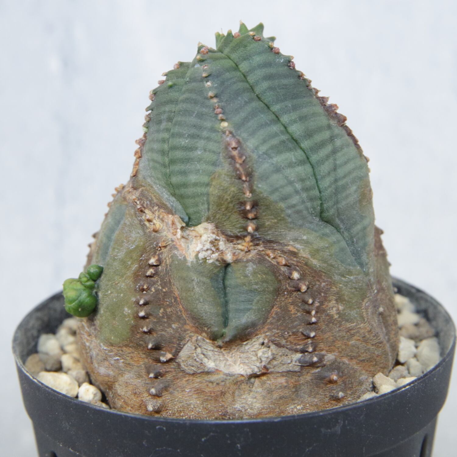 ユーフォルビア オベサ 幅7㎝ 木質化 木質化】Euphorbia obesa ユーフォルビア オベサ | Libaran_Plants