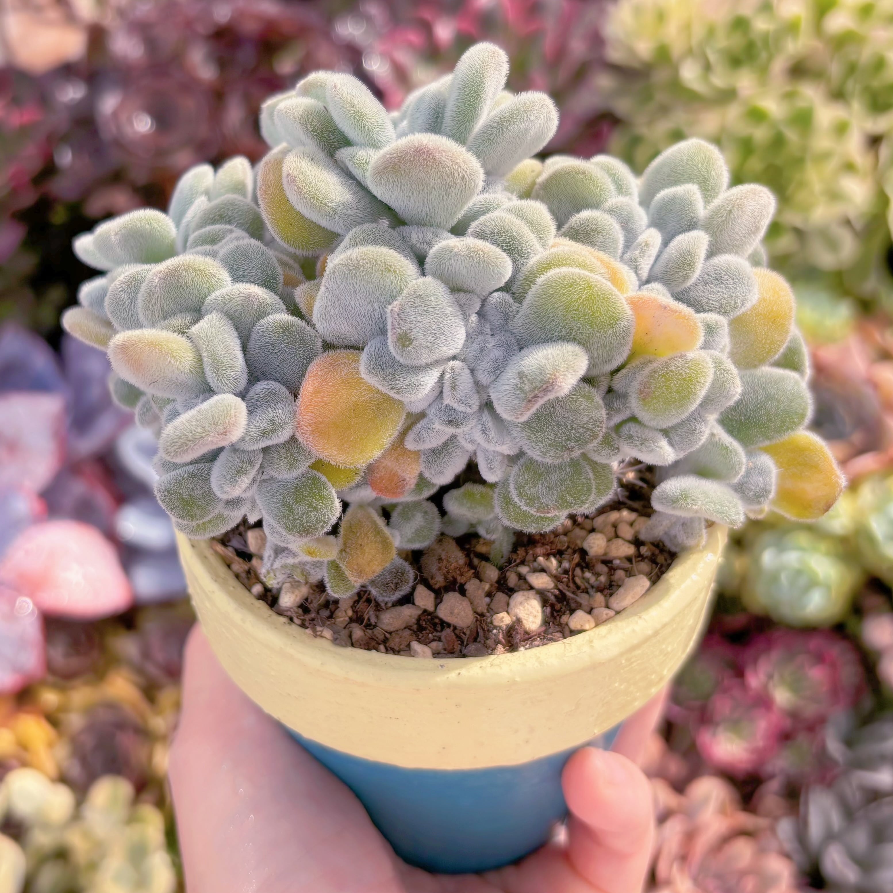 多肉植物 雪晃星綴化 大苗 新入荷 るる農園 | るる農園~多肉植物専門