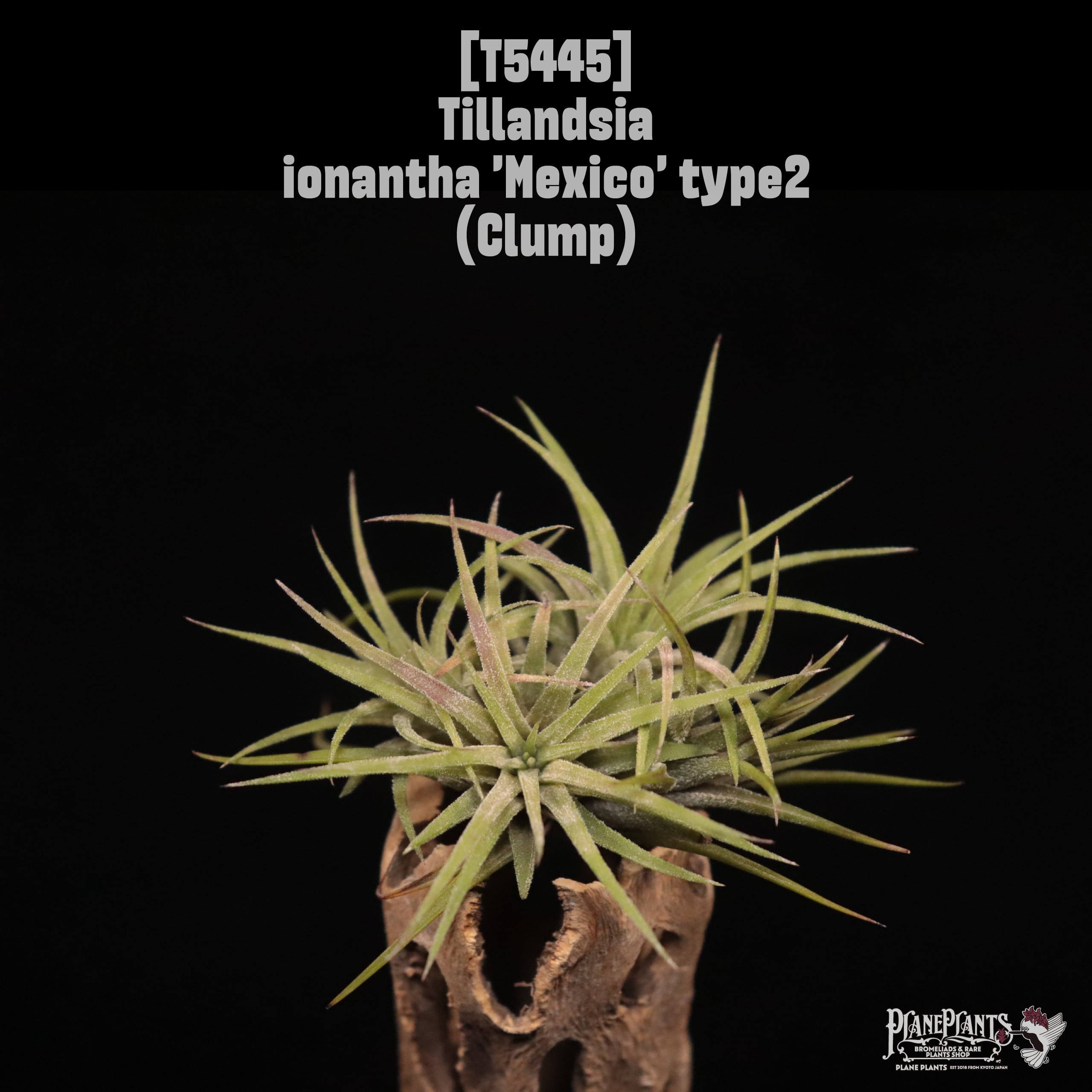 ionantha | plane plants