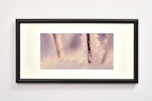 小枝に付いた雪の結晶 W