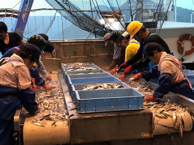 長崎俵物　あじ桜干し（4尾）