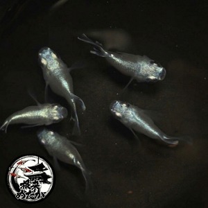 〖1ペア〗幹之ダルマ　メダカ 成魚｜改良メダカ 人気品種 メダカ販売
