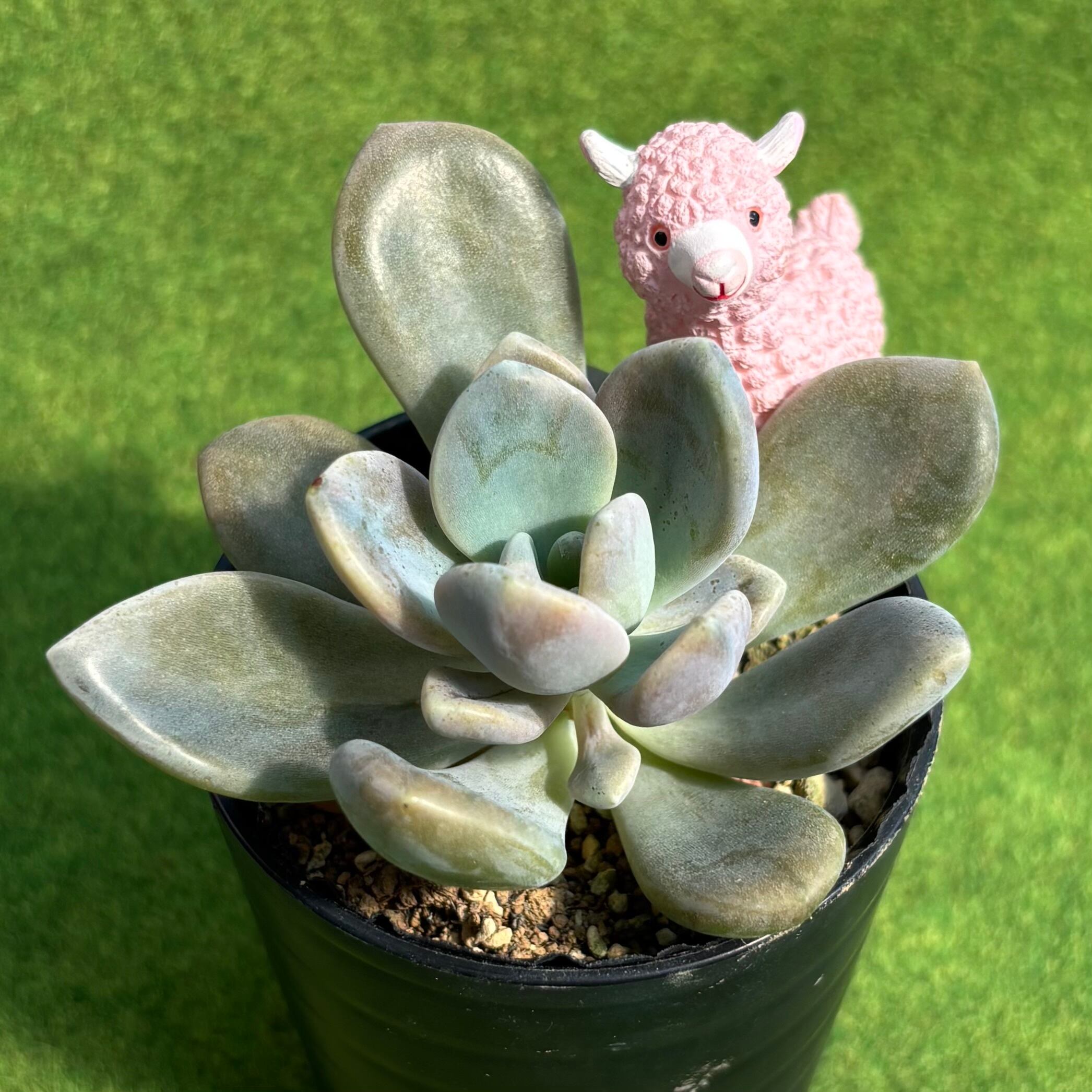 オパリナ ホワイト錦 | 多肉植物 豆彦商店