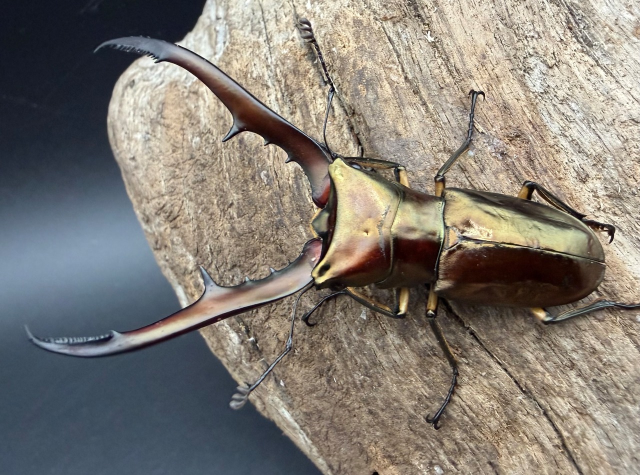 《メタリフェルホソアカ亜種サンギレンシス 67mm ペア》
