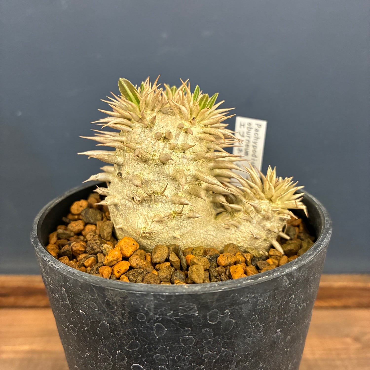 塊根植物 | PROTOLEAF プロトリーフ