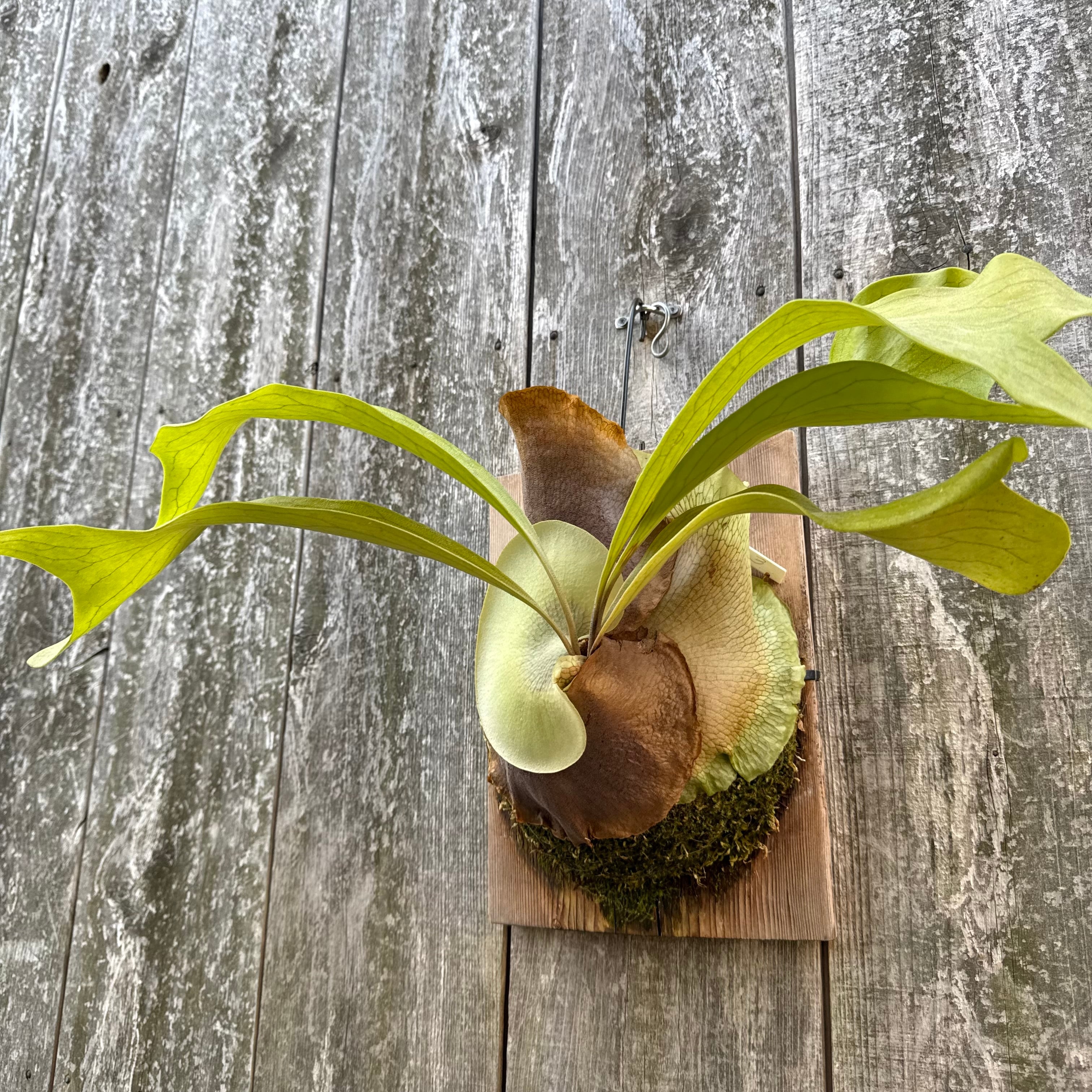 P. hillii Bangpung (pup) | naturefix