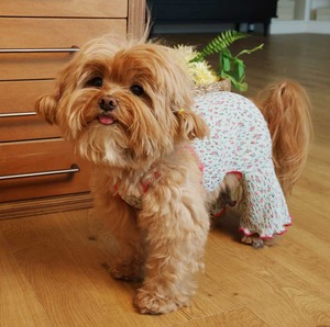 予約【noonoosoom】flower wrinkle all in one (MintPinkFlower)