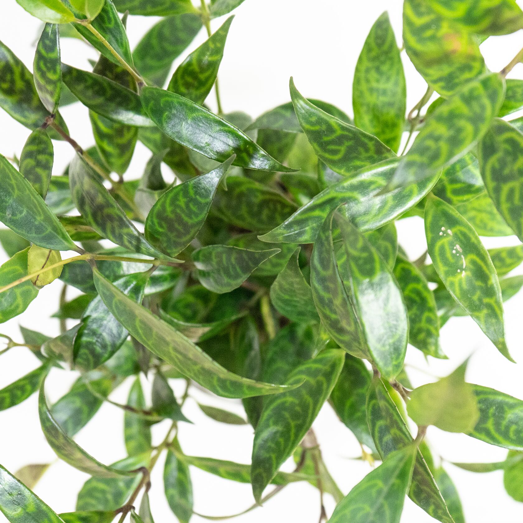 エスキナンサス・マルモラタス 垂れ下がる葉の流れと迷彩柄が空間に映える一点物