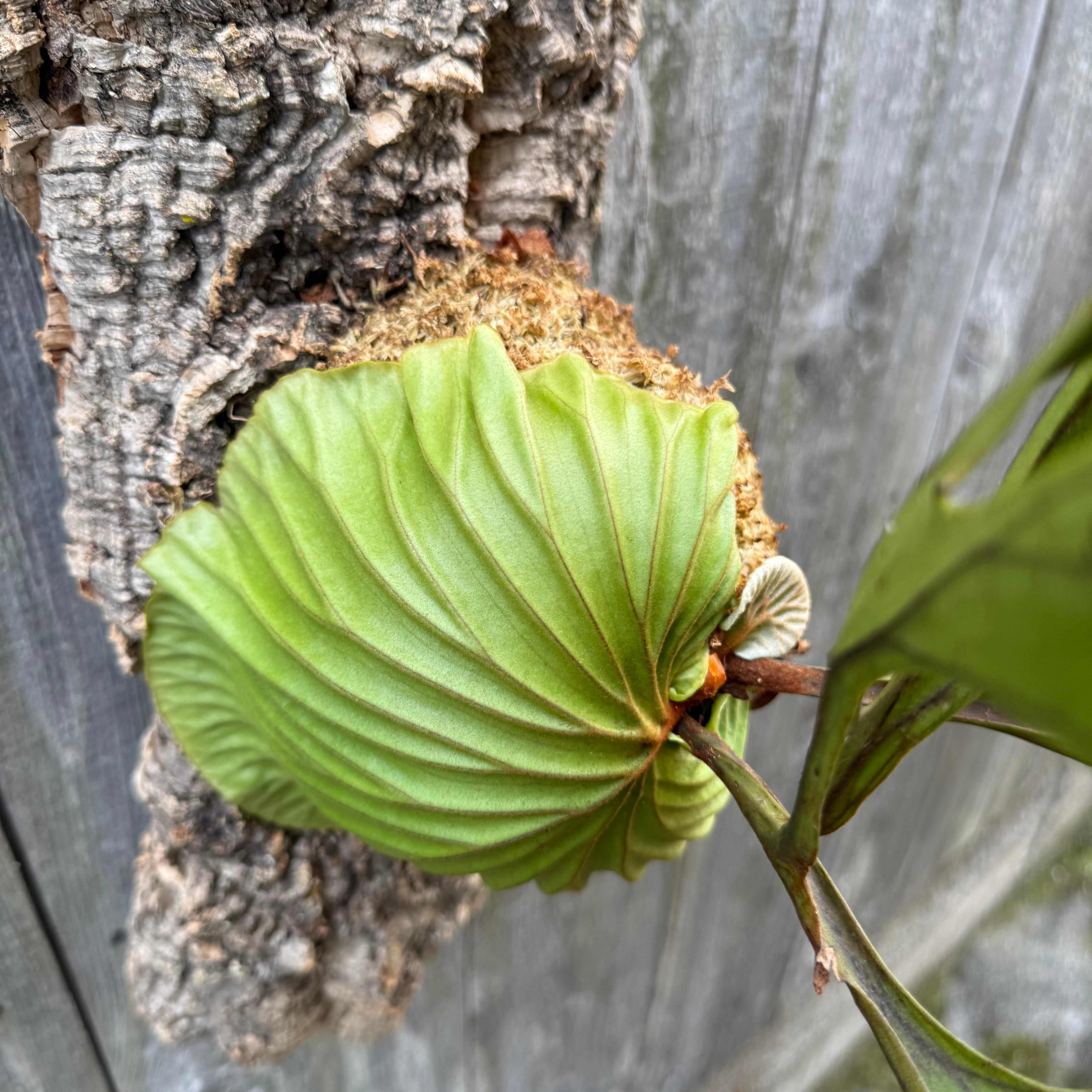P.ridleyi wild | naturefix