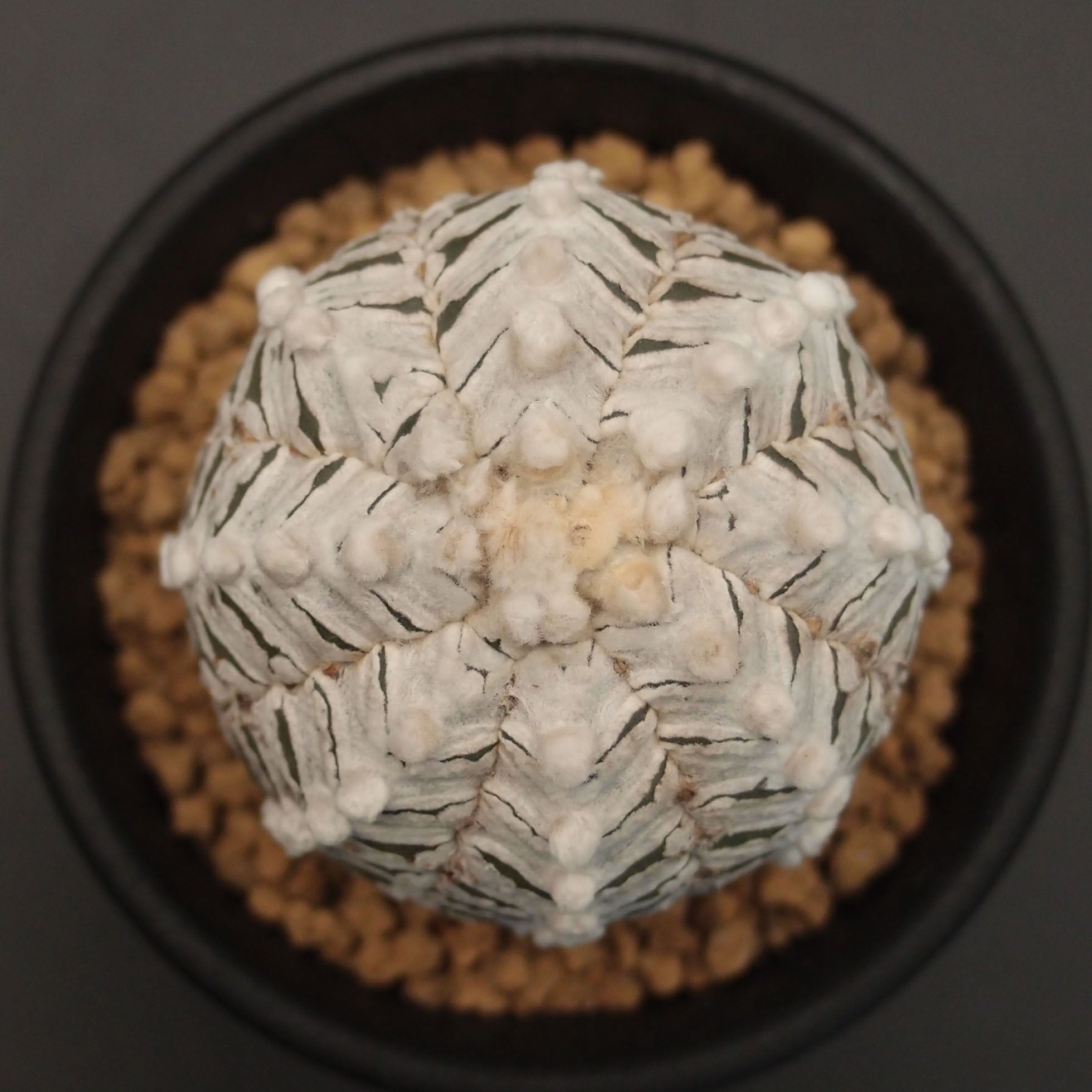 V-type兜 | 万緑 BAN RYOKU