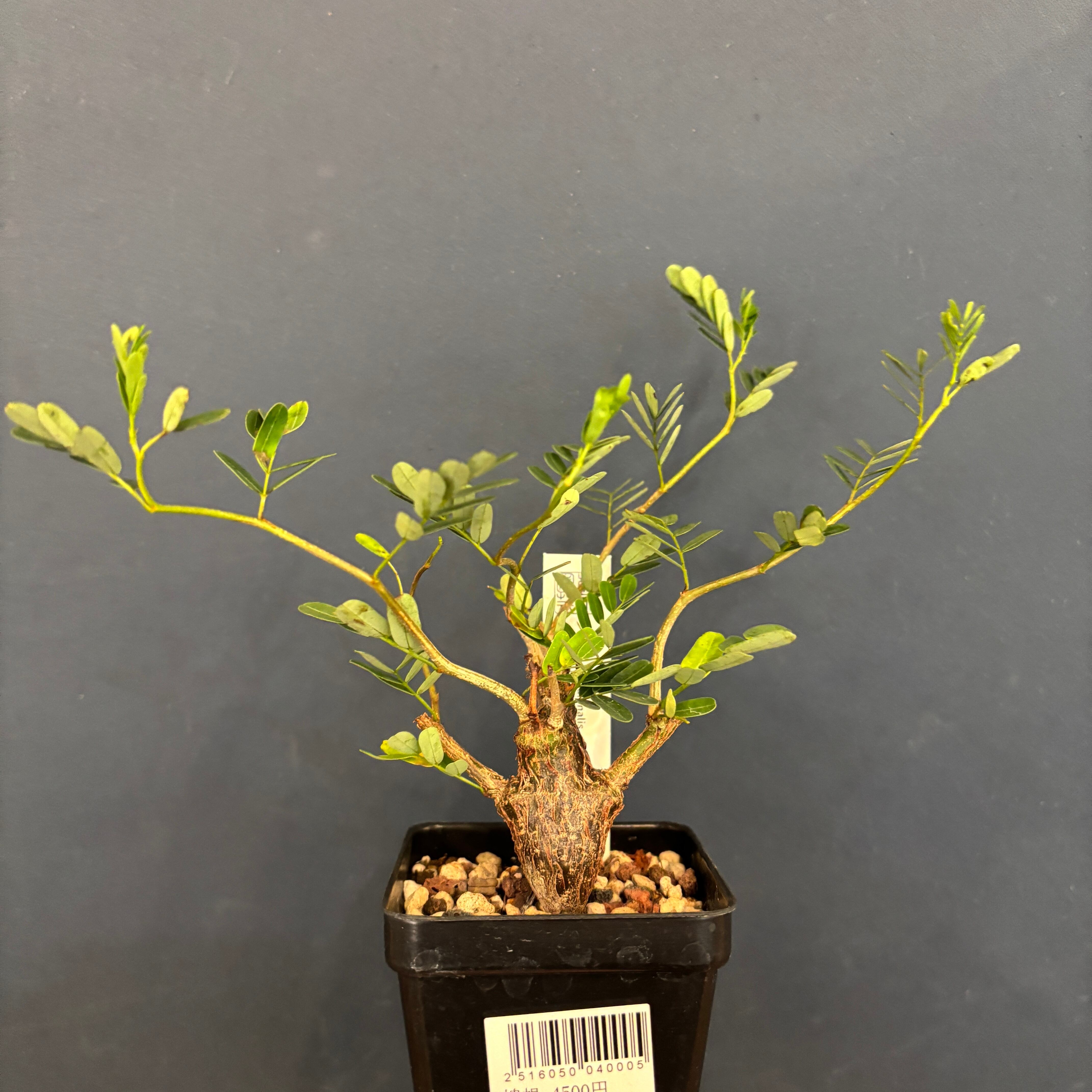 センナ メリディオナリス【710】