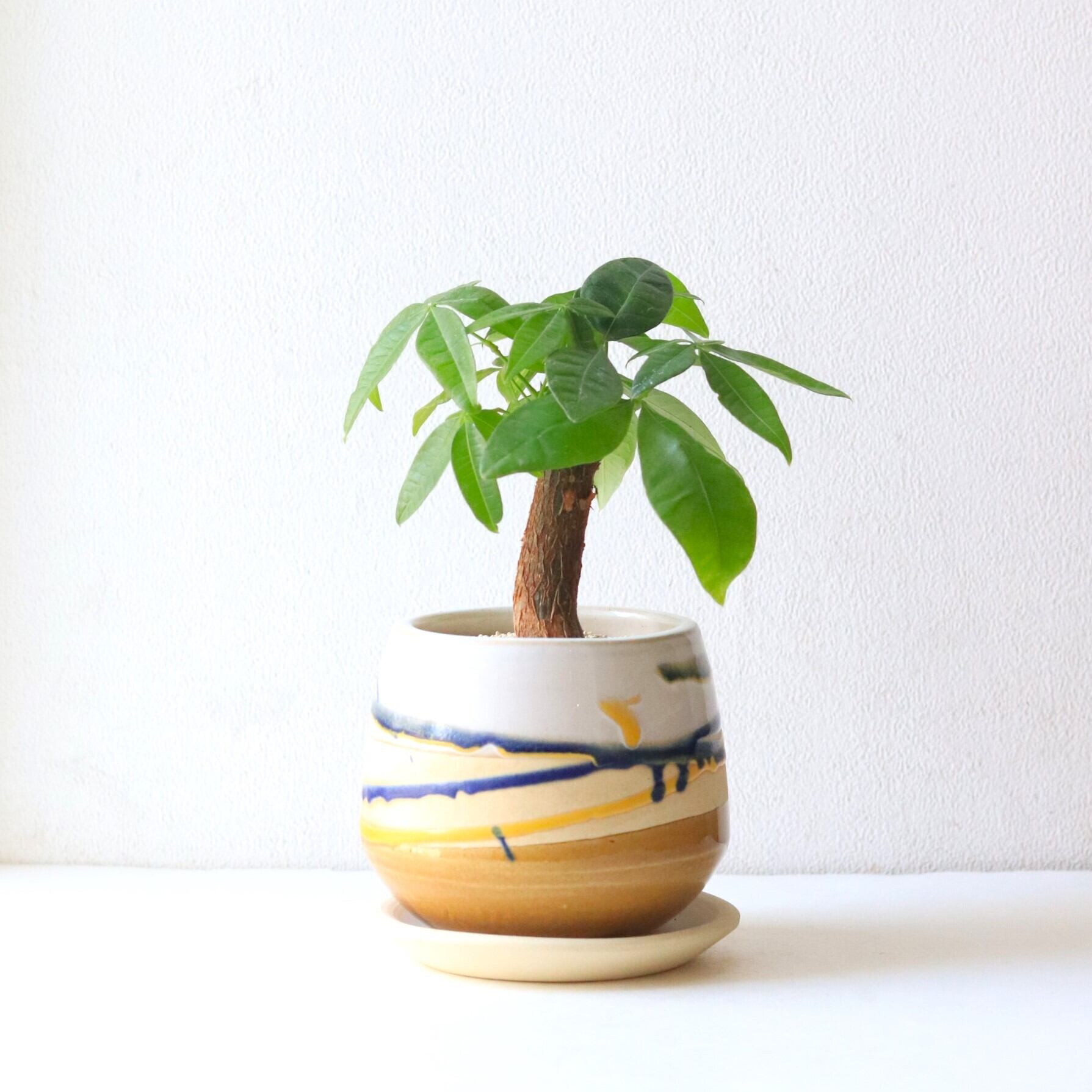 【グリーン】パキラ